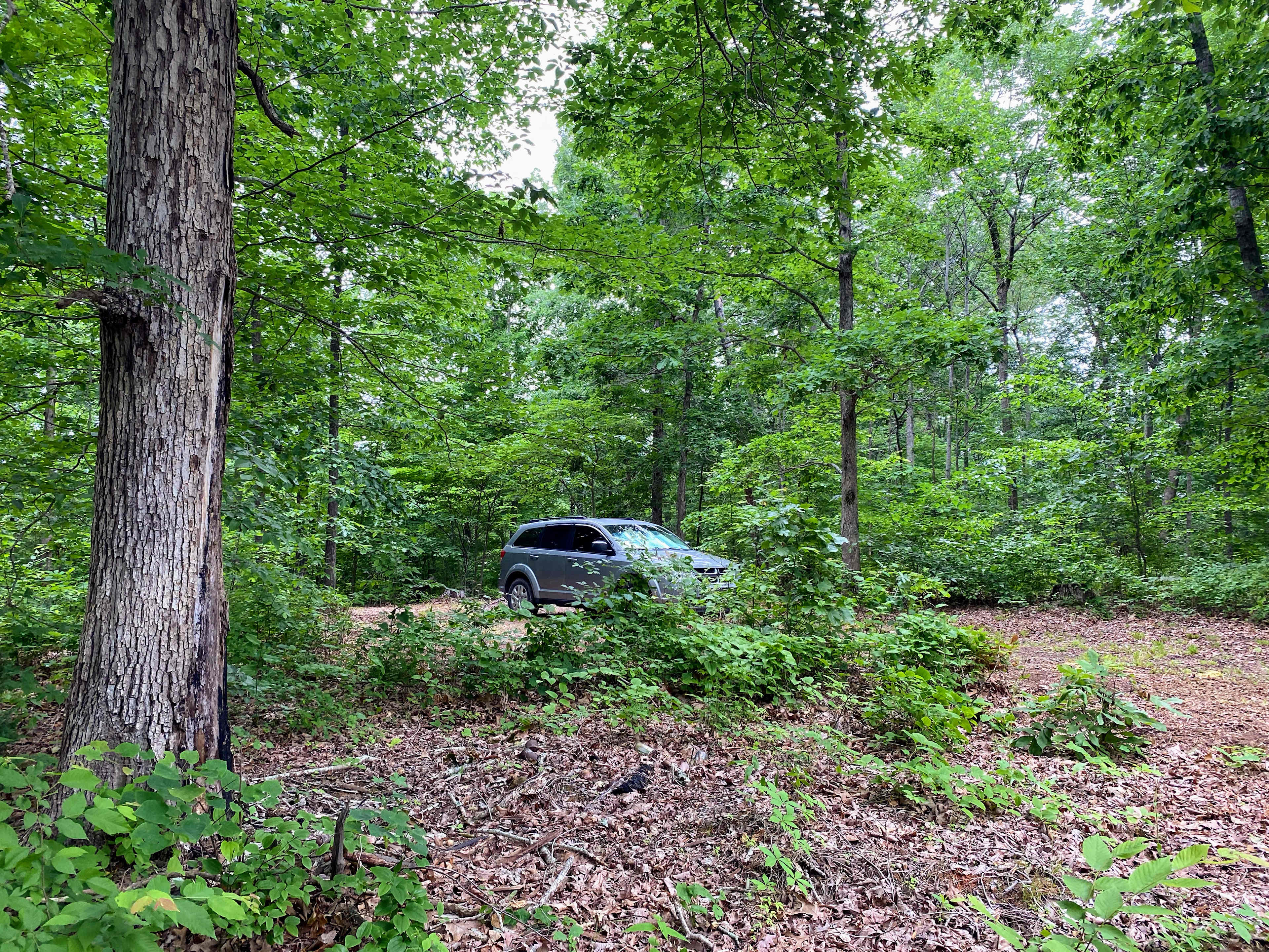 Flora and Fauna Camp