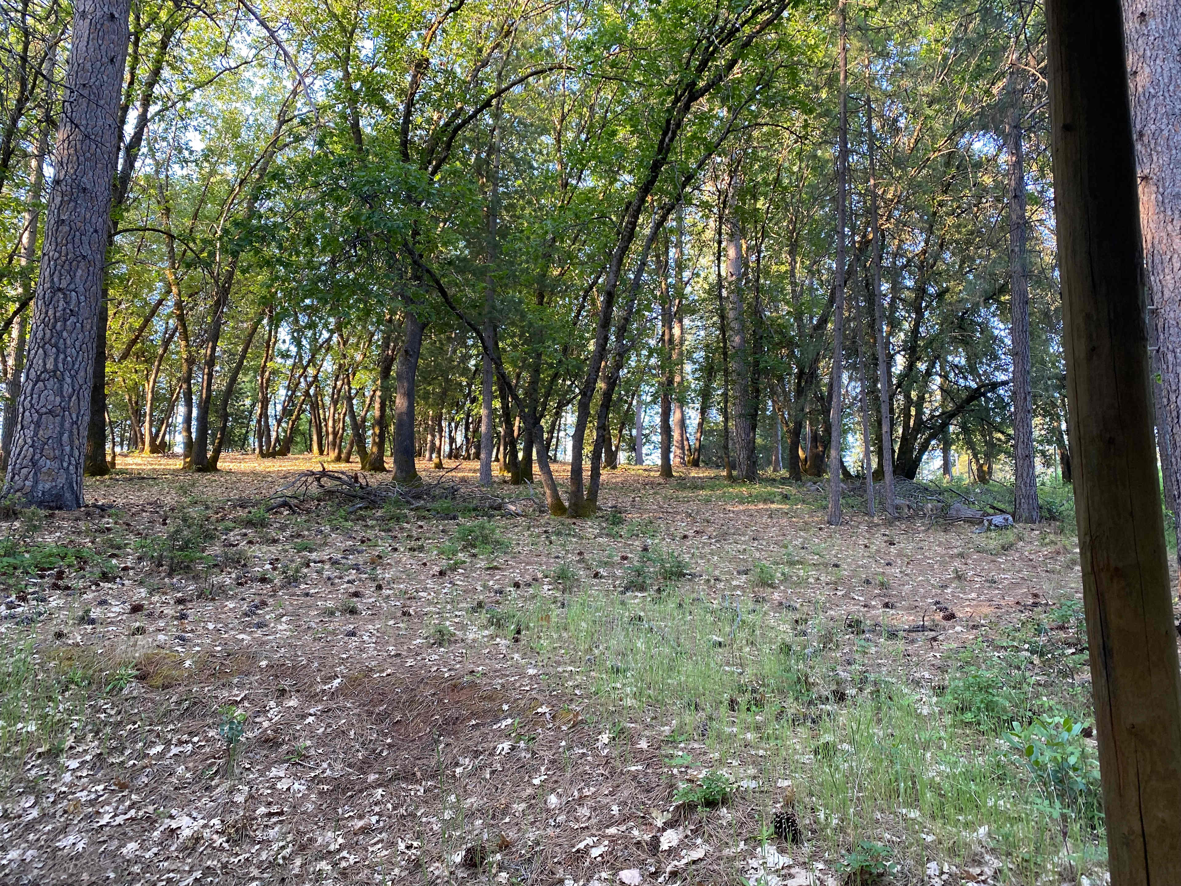 Yurt in the Sierra Foothills