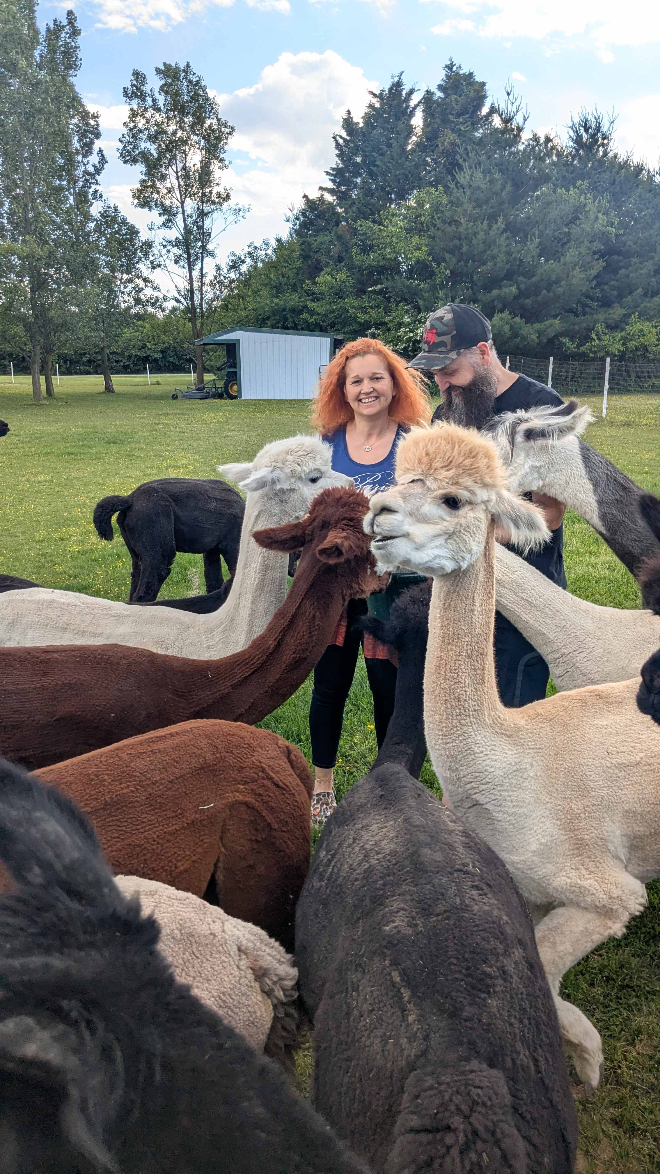 Alpaca Farm