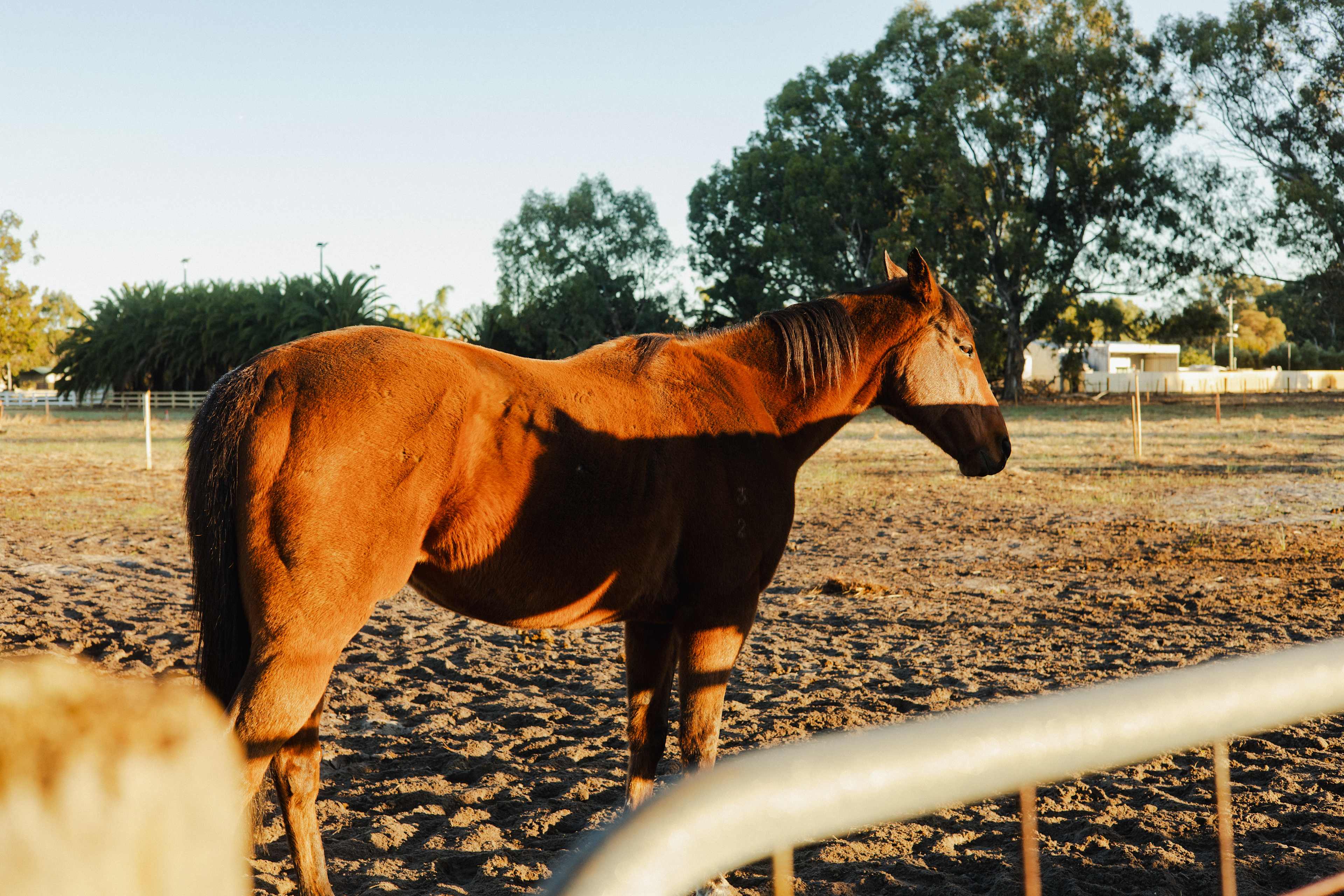 Everything Horses Ltd