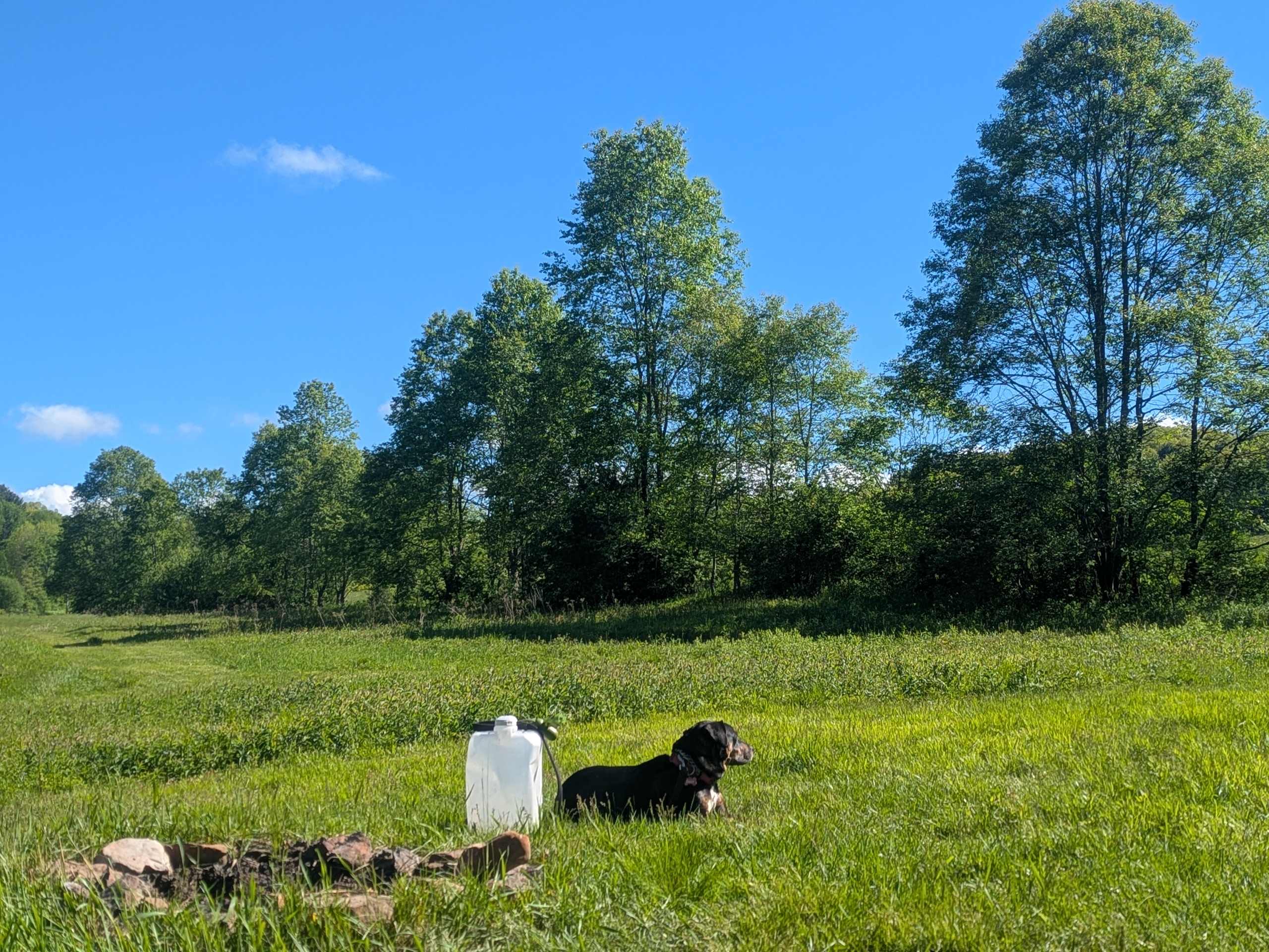 Dog friendly!
