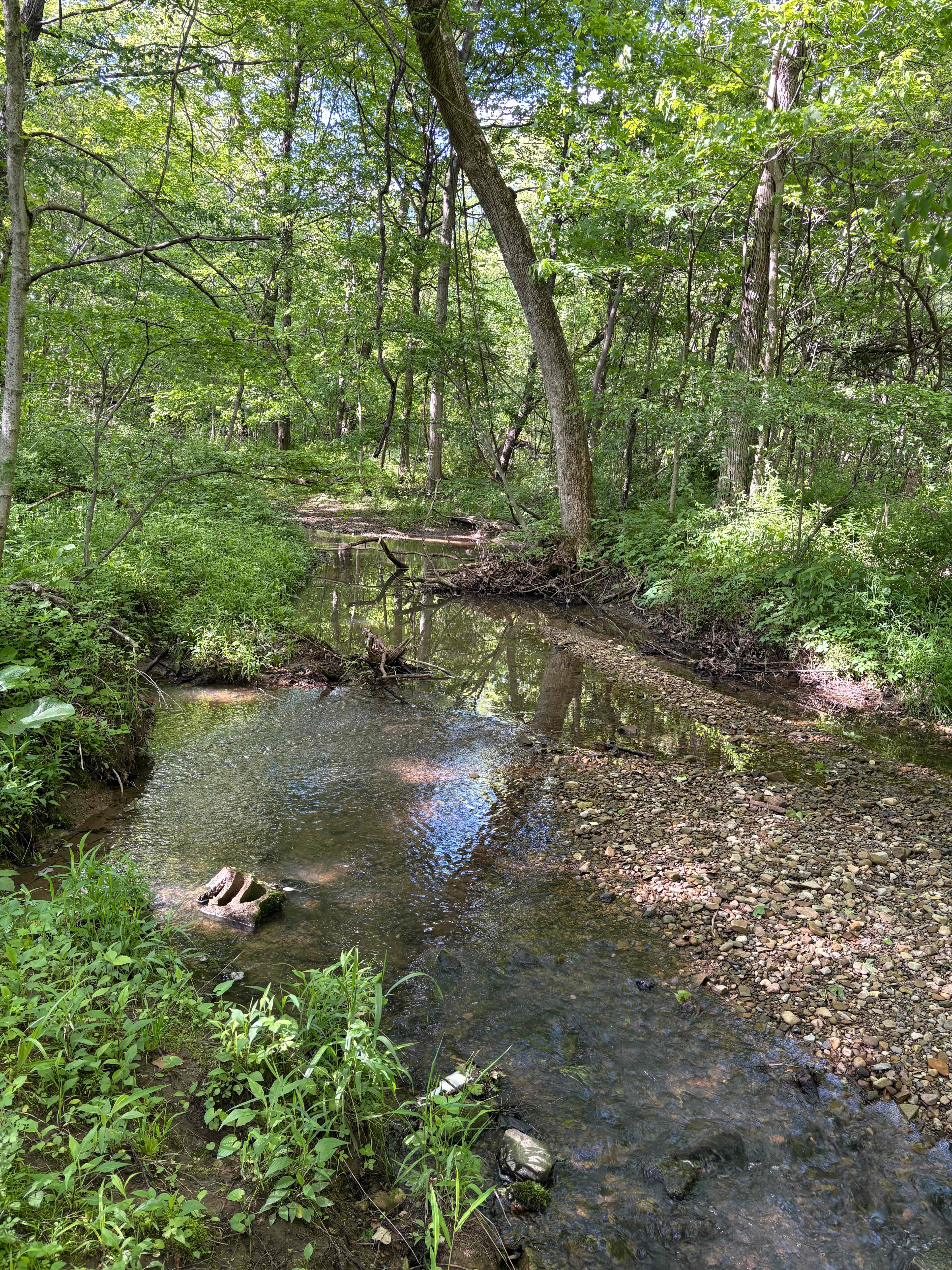 The creek is so beautiful and fun to wade in. I even found a fossilized mussel!