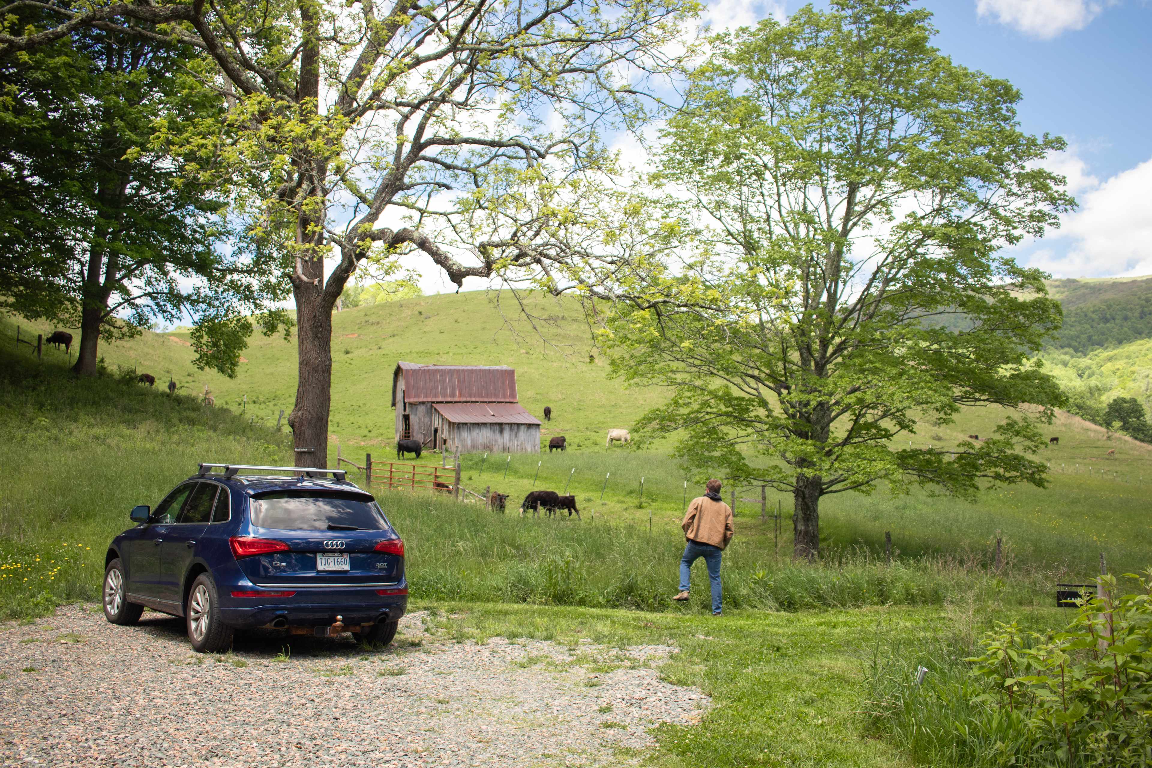 Watching the cows next to our dome