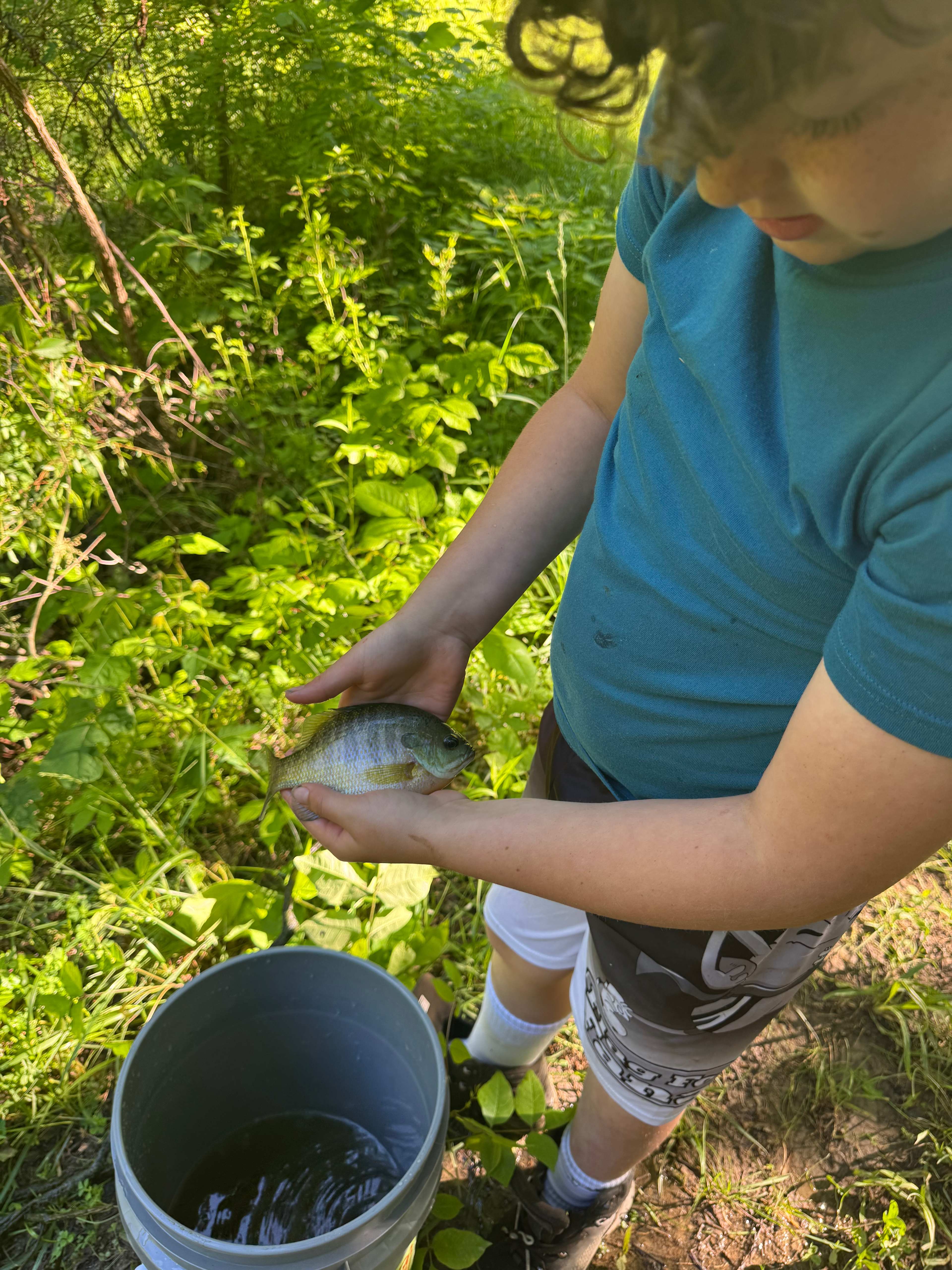 Tiny fish caught from pond