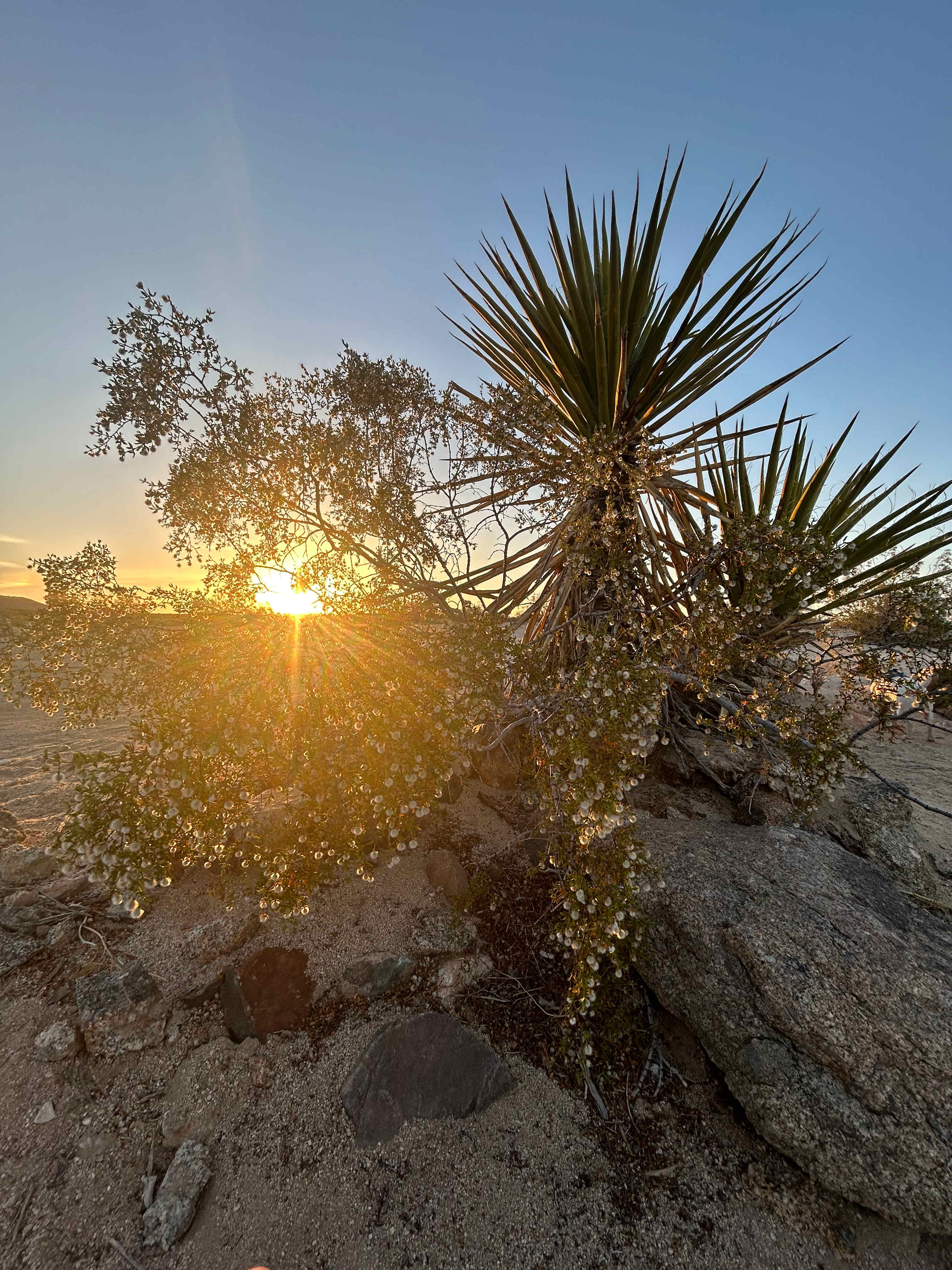 Copper Moon Camp in Joshua Tree