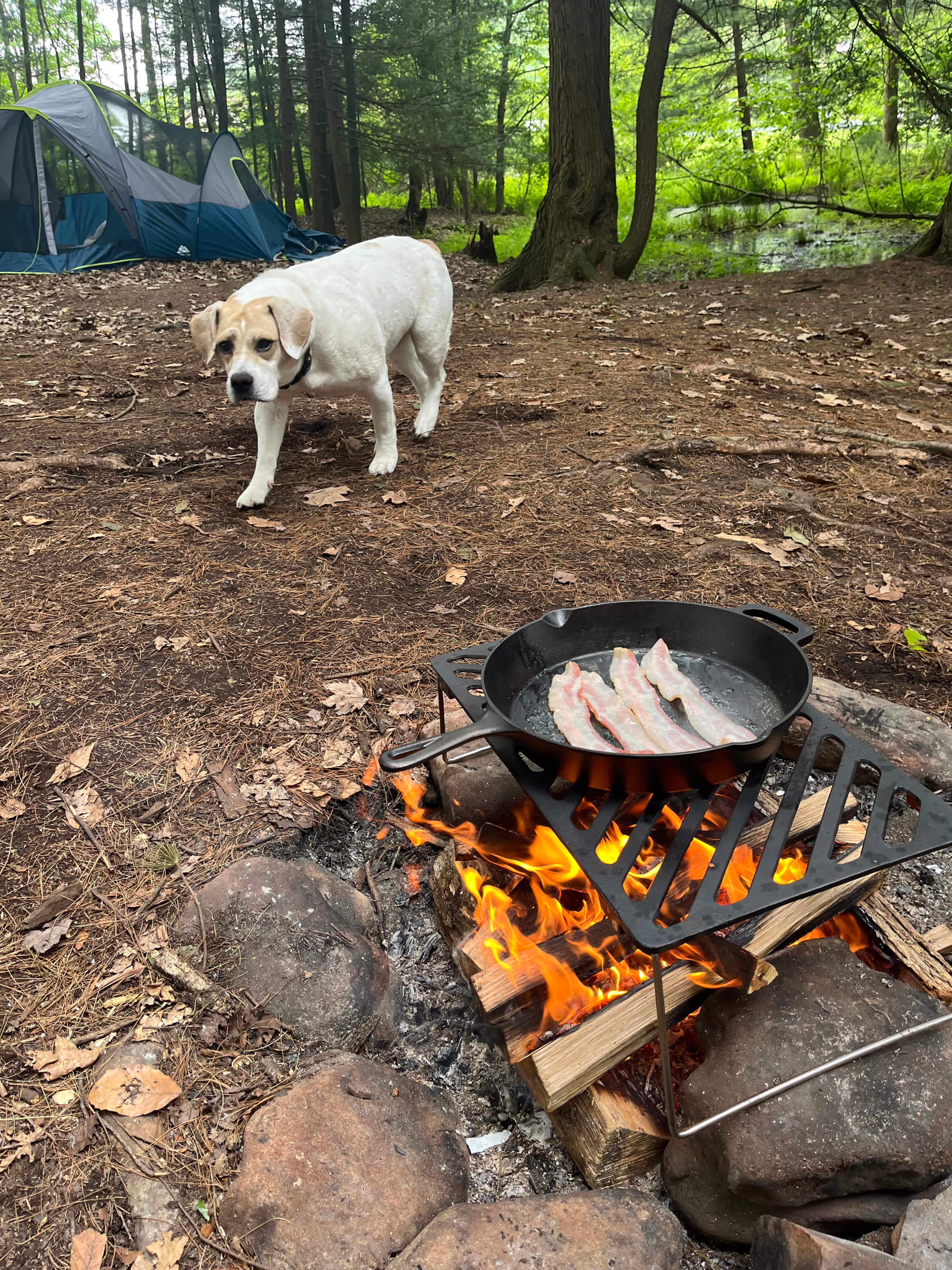 Bald Eagle Campsite