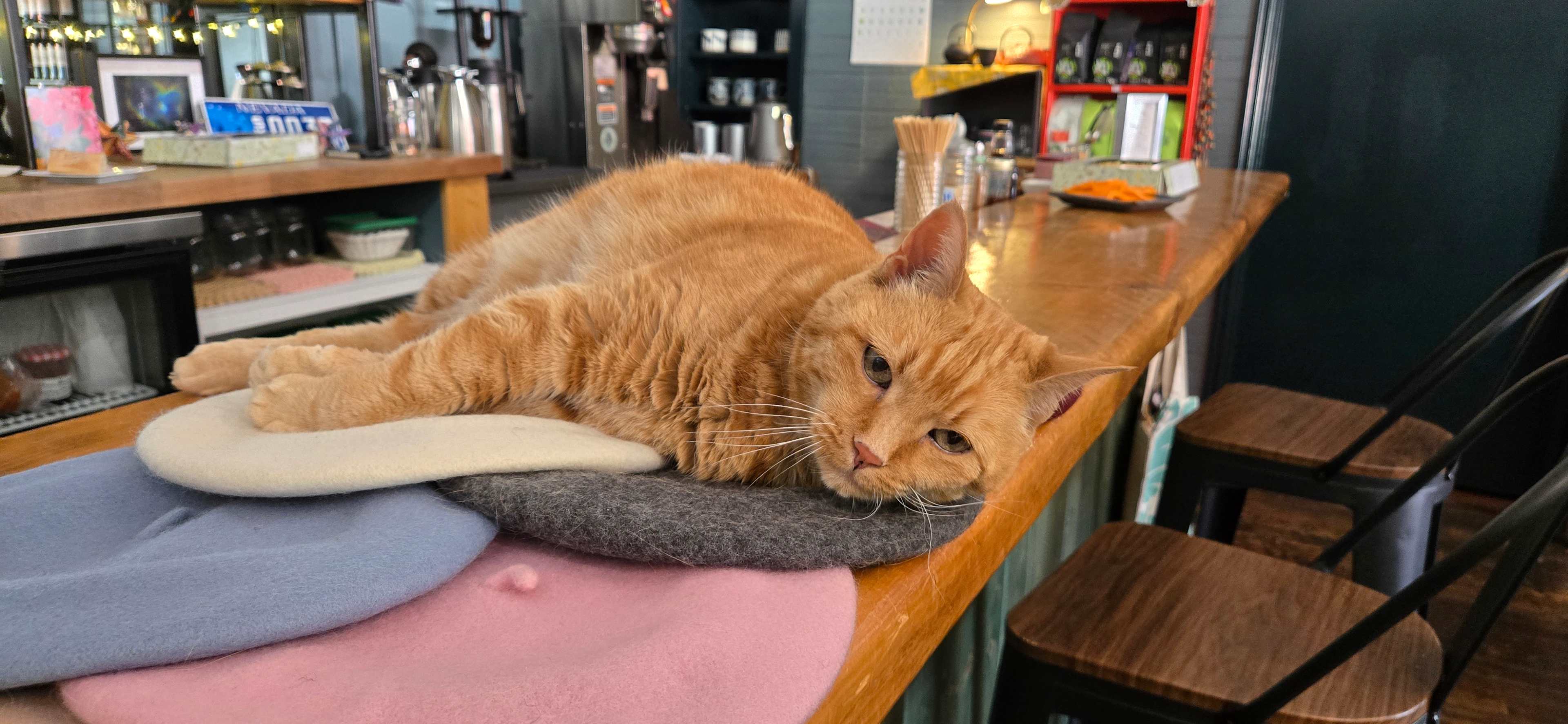 Mimolette (French cat at general store)