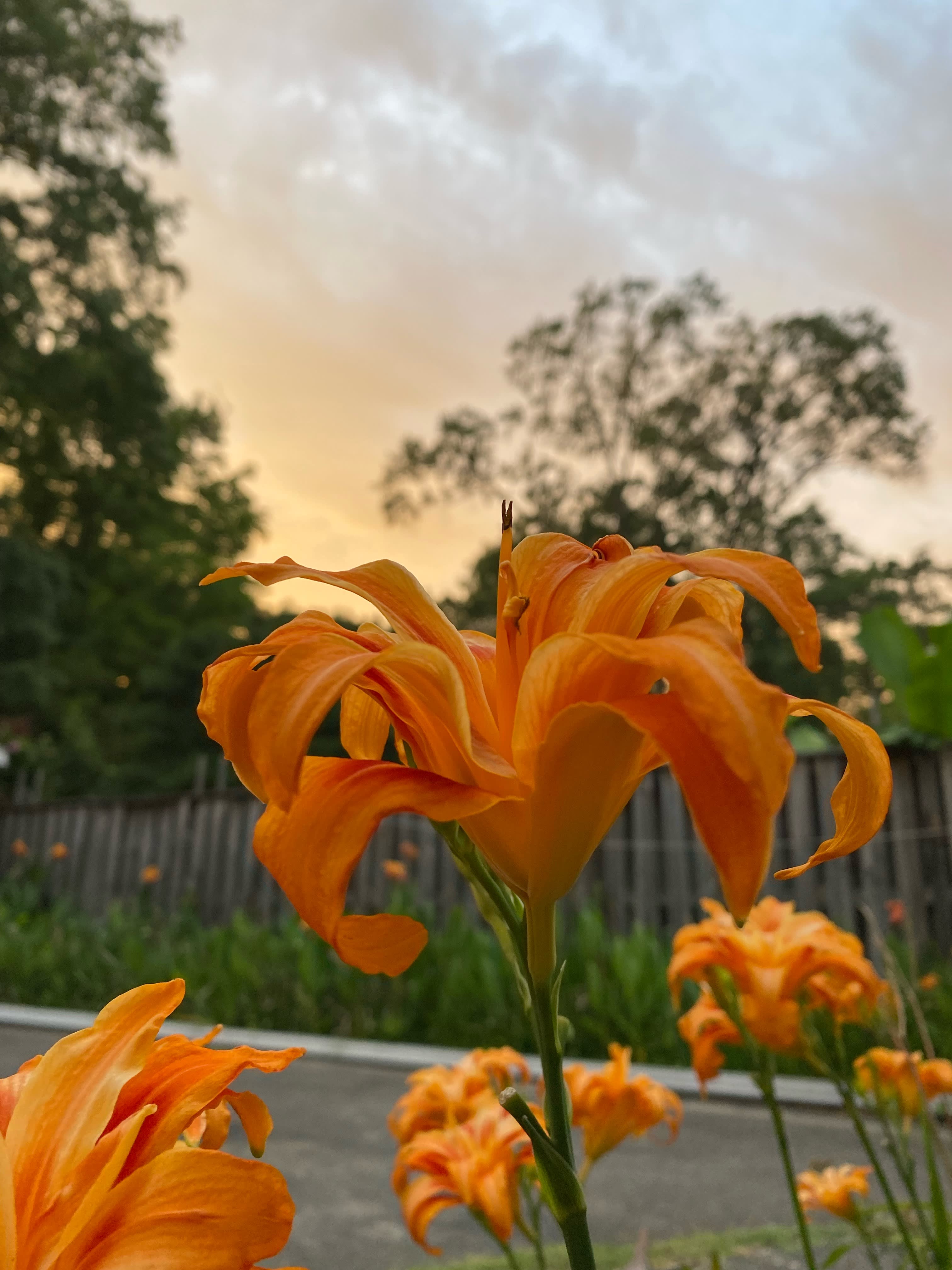 Backyard Bonanza