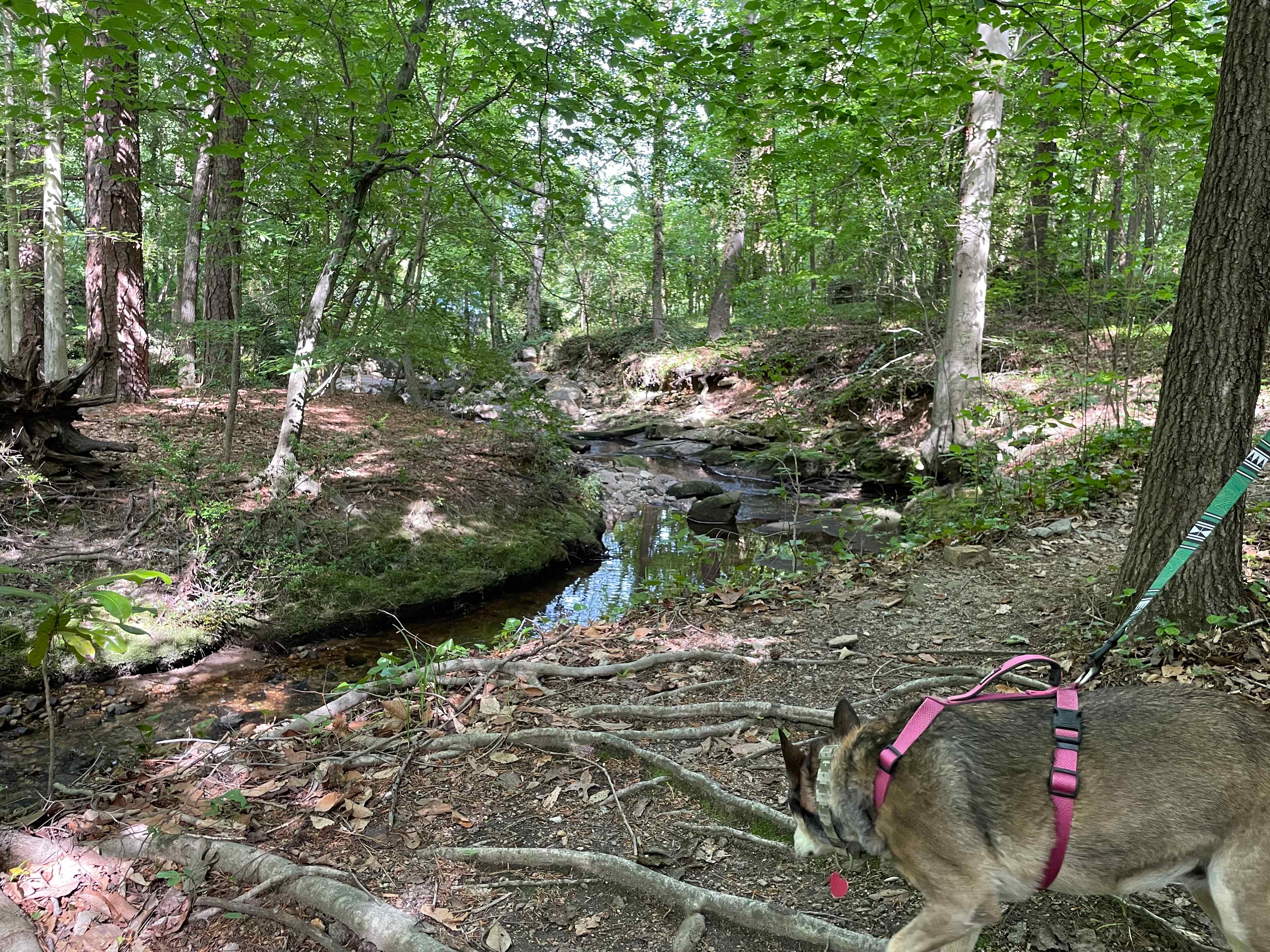 City Camp on Reedy Creek