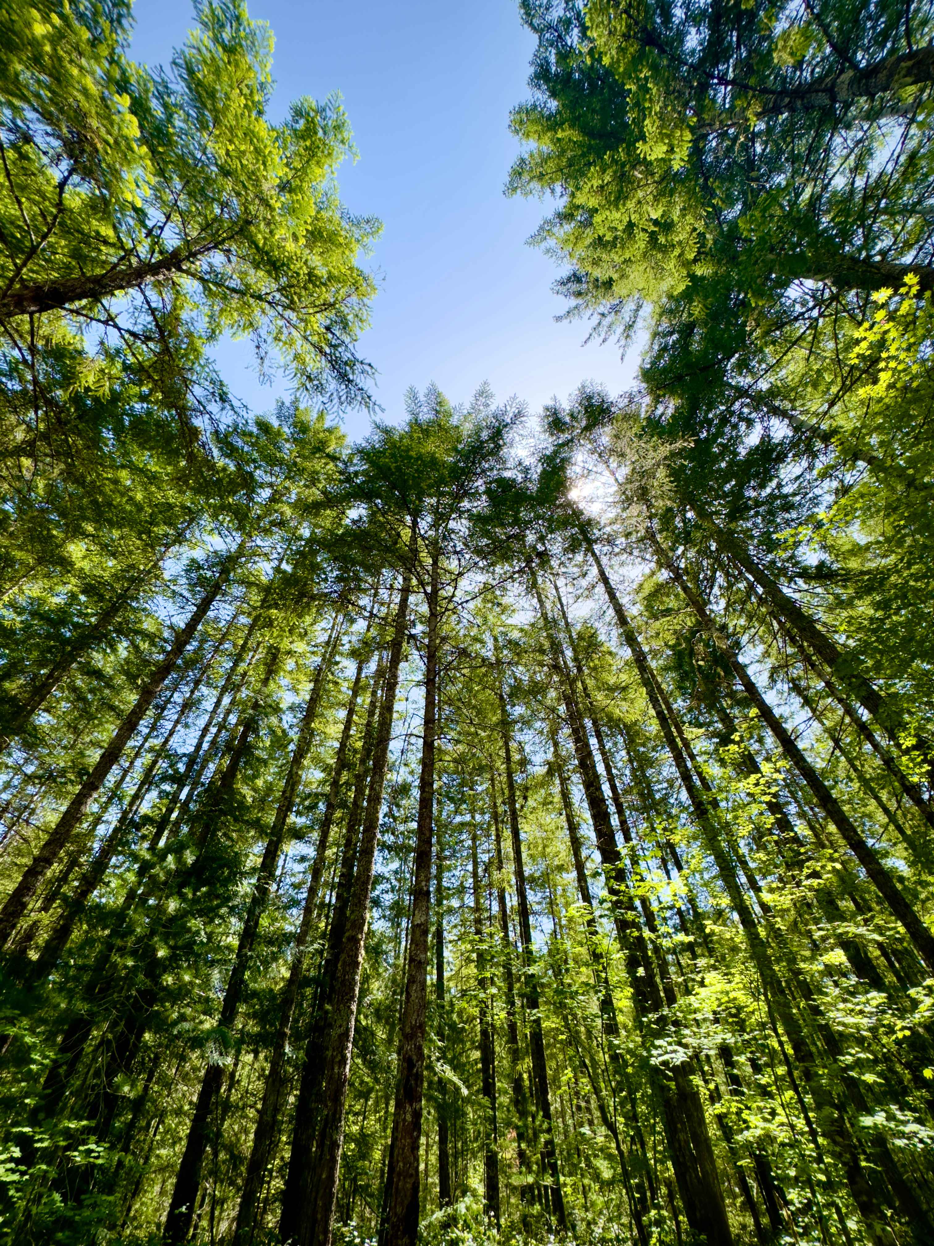 Skokomish Park At Lake Cushman