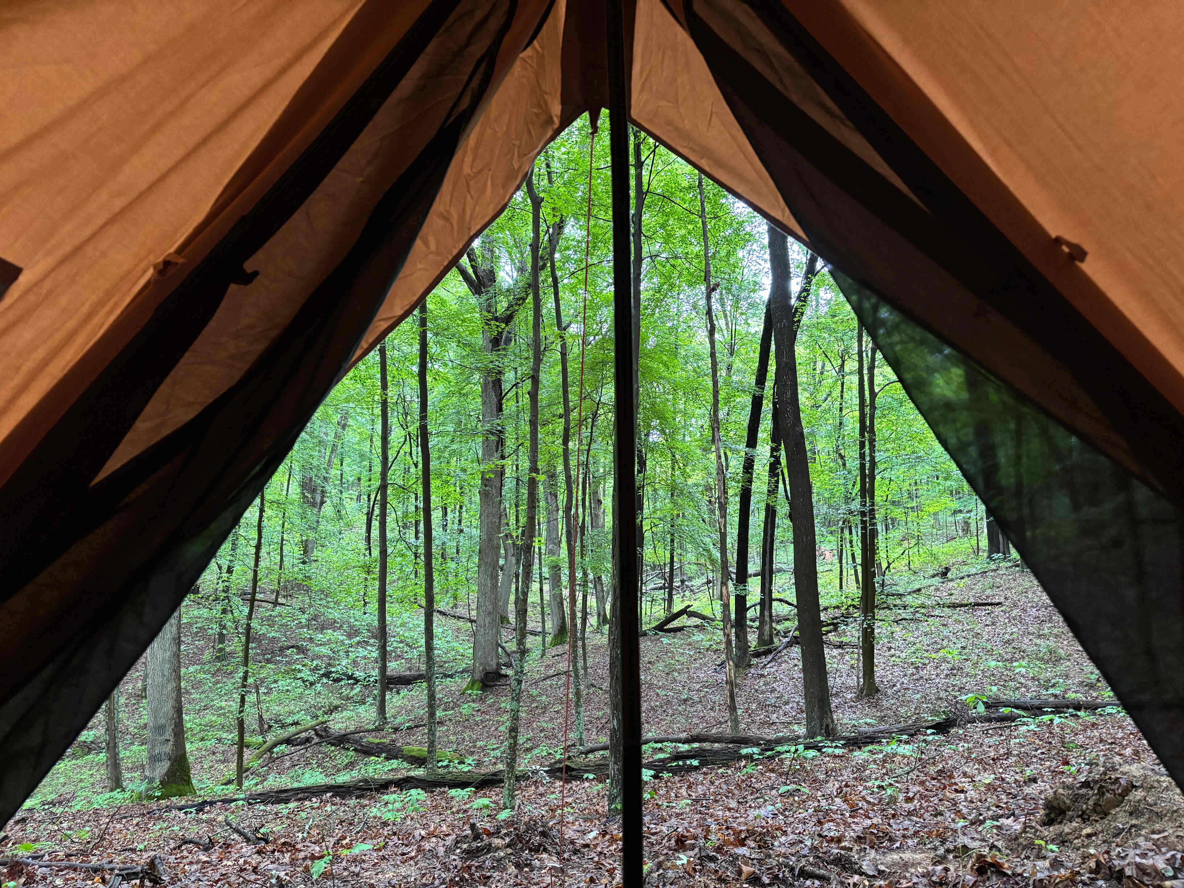 Firefly Forest
