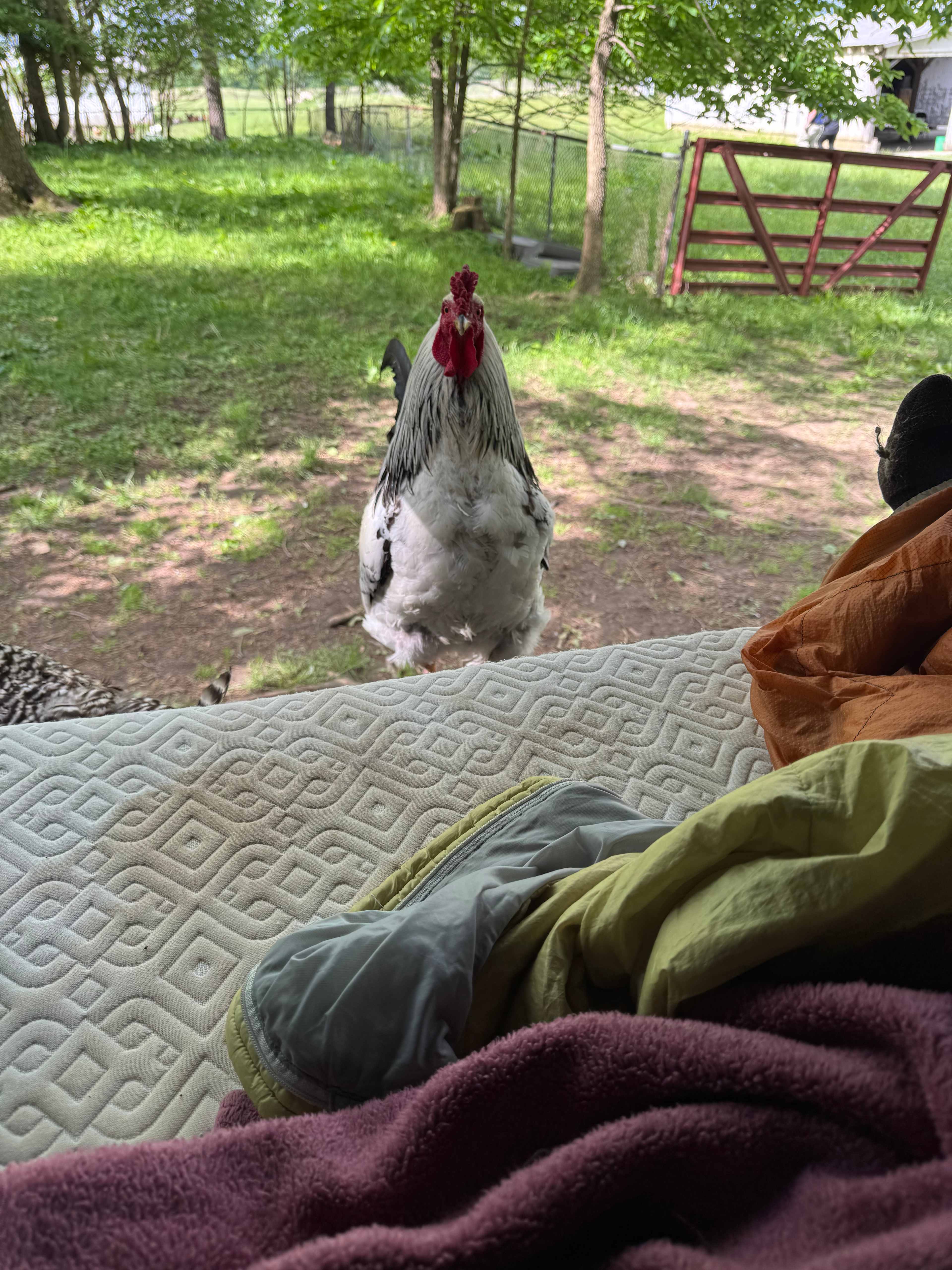 Camping with Unruly Goats