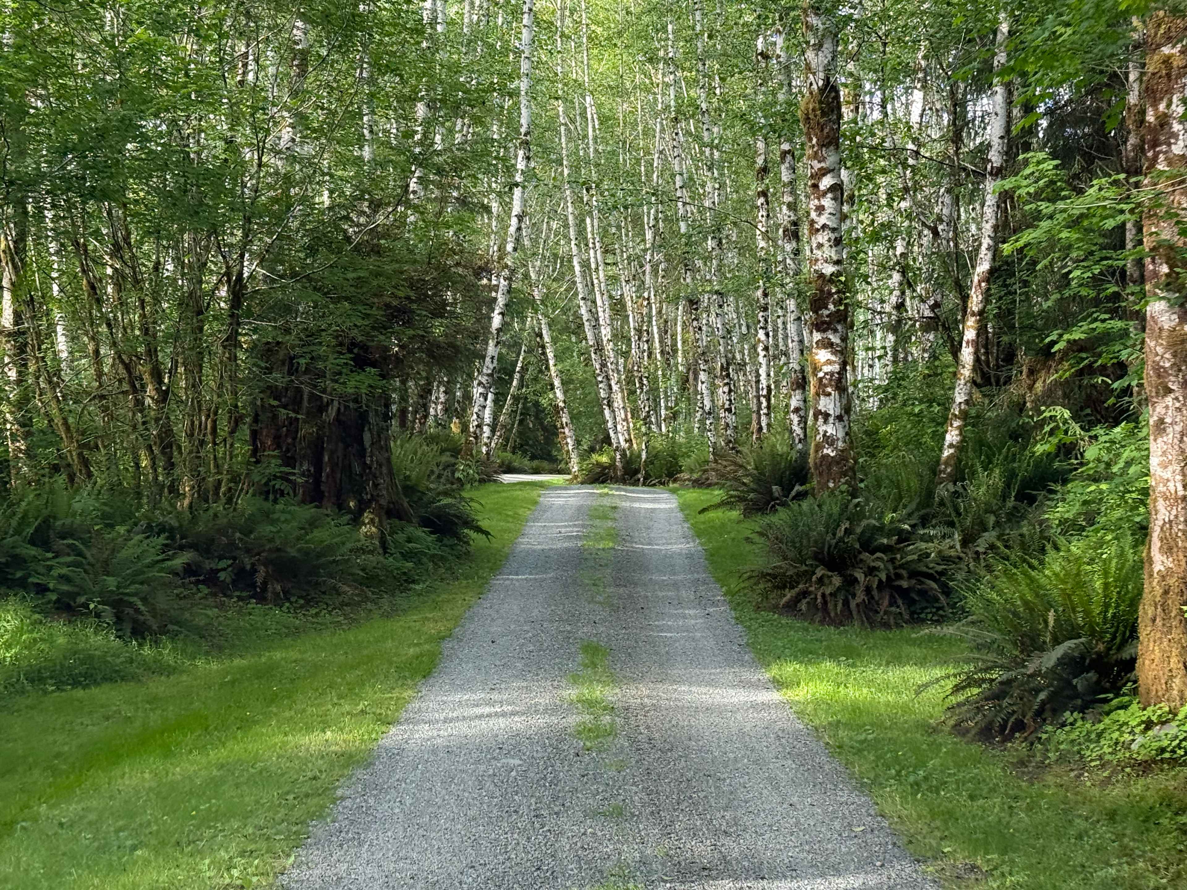 Hoh River Campsites