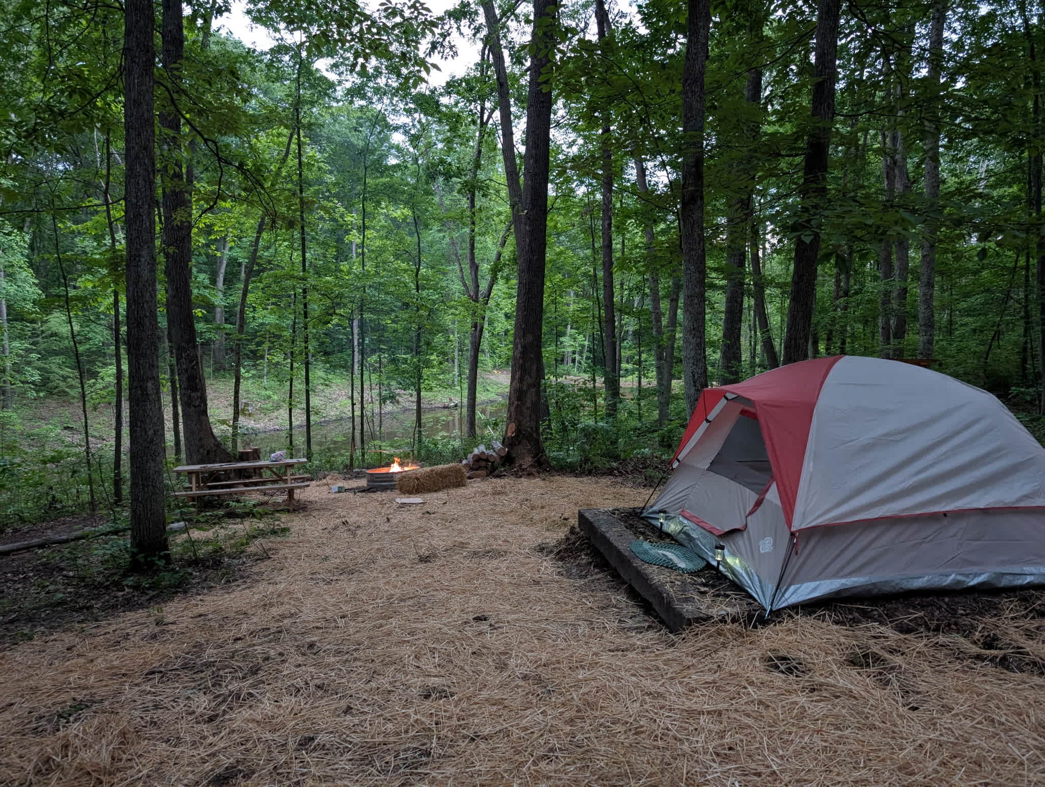 Firefly Forest