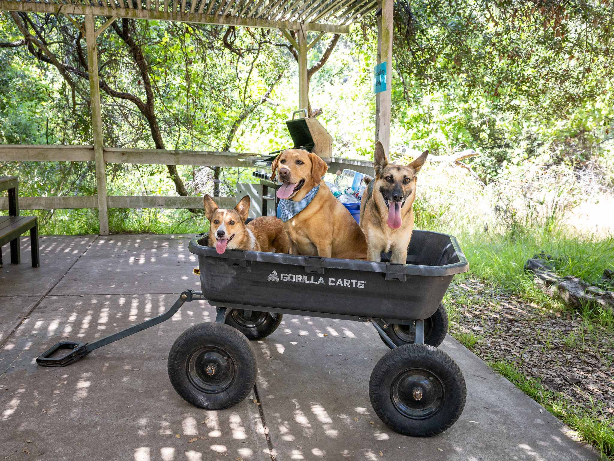 the wagon is for transporting dogs right?