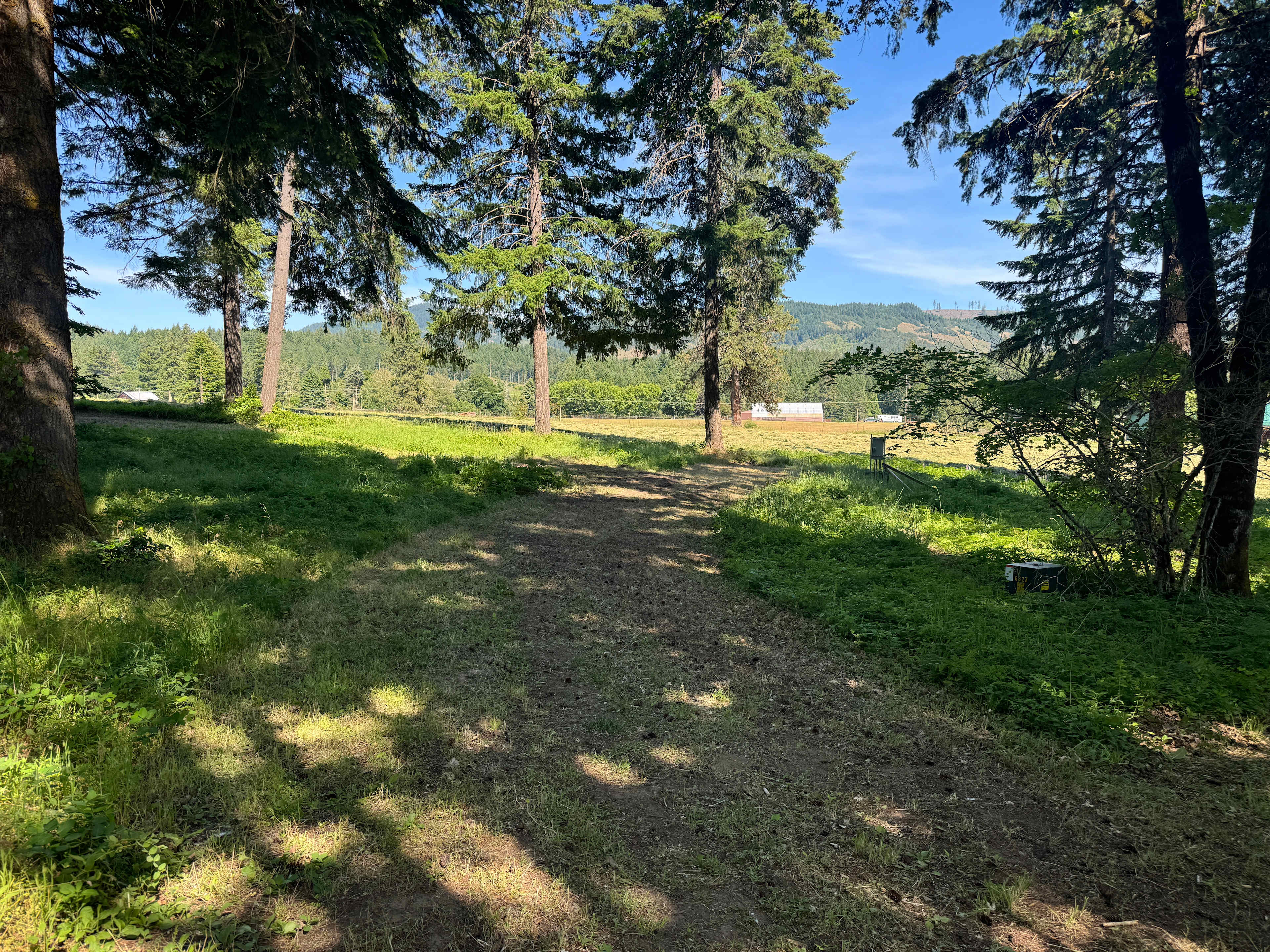 Forest Canopy Near Husum Launch