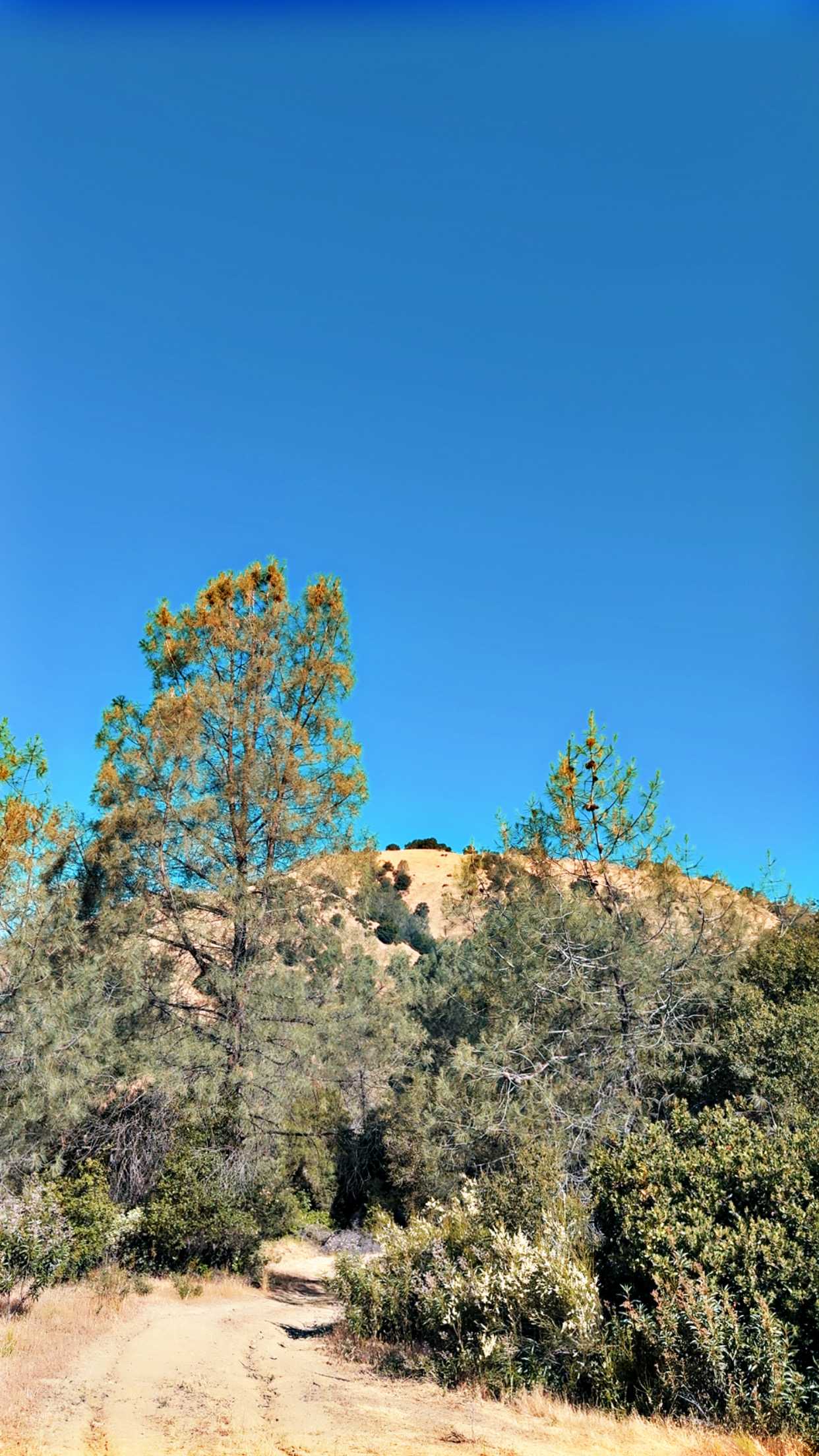 Coloma Hilltop 27 Acre w/Riverview