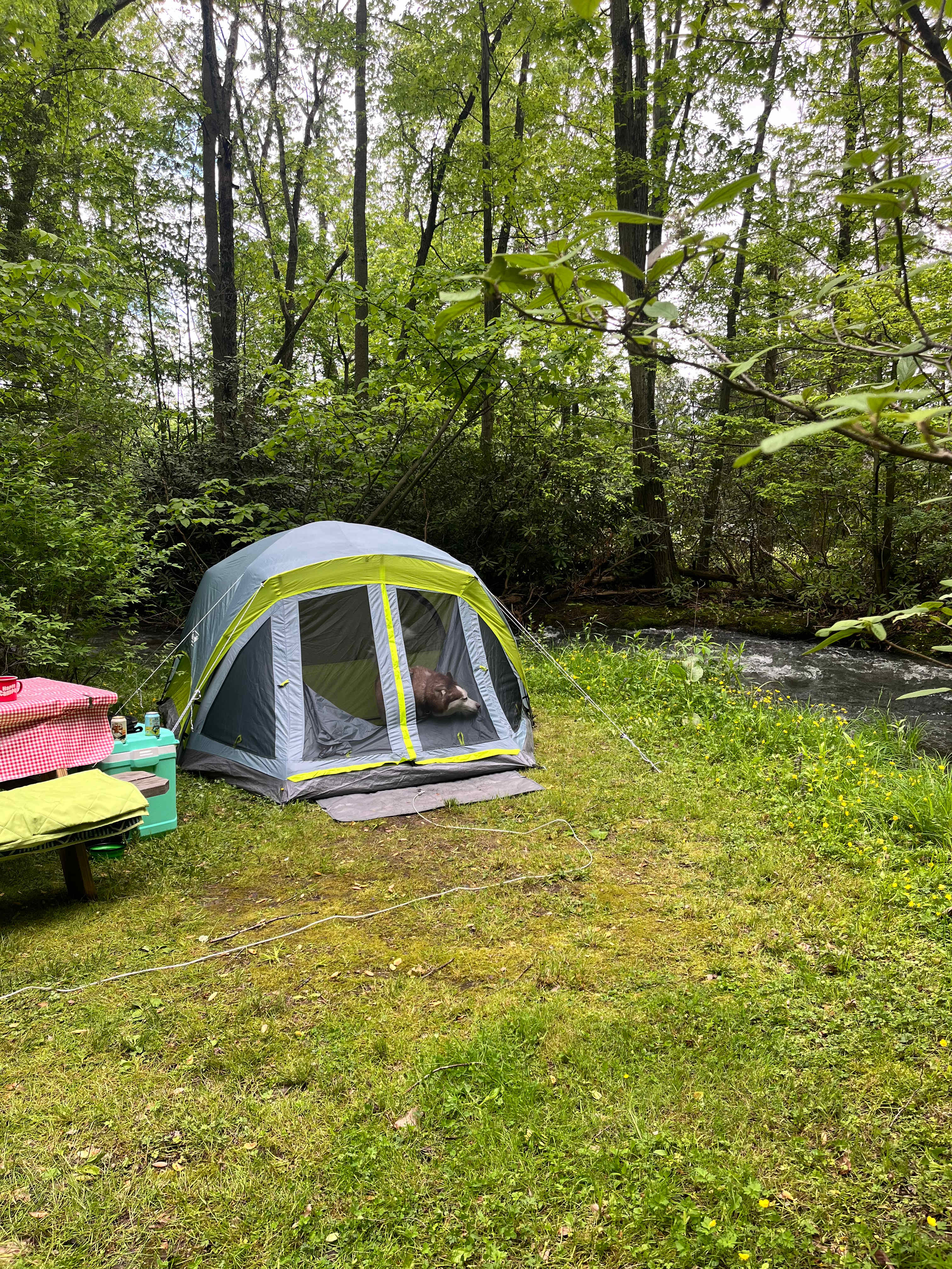 Bald Eagle Campsite