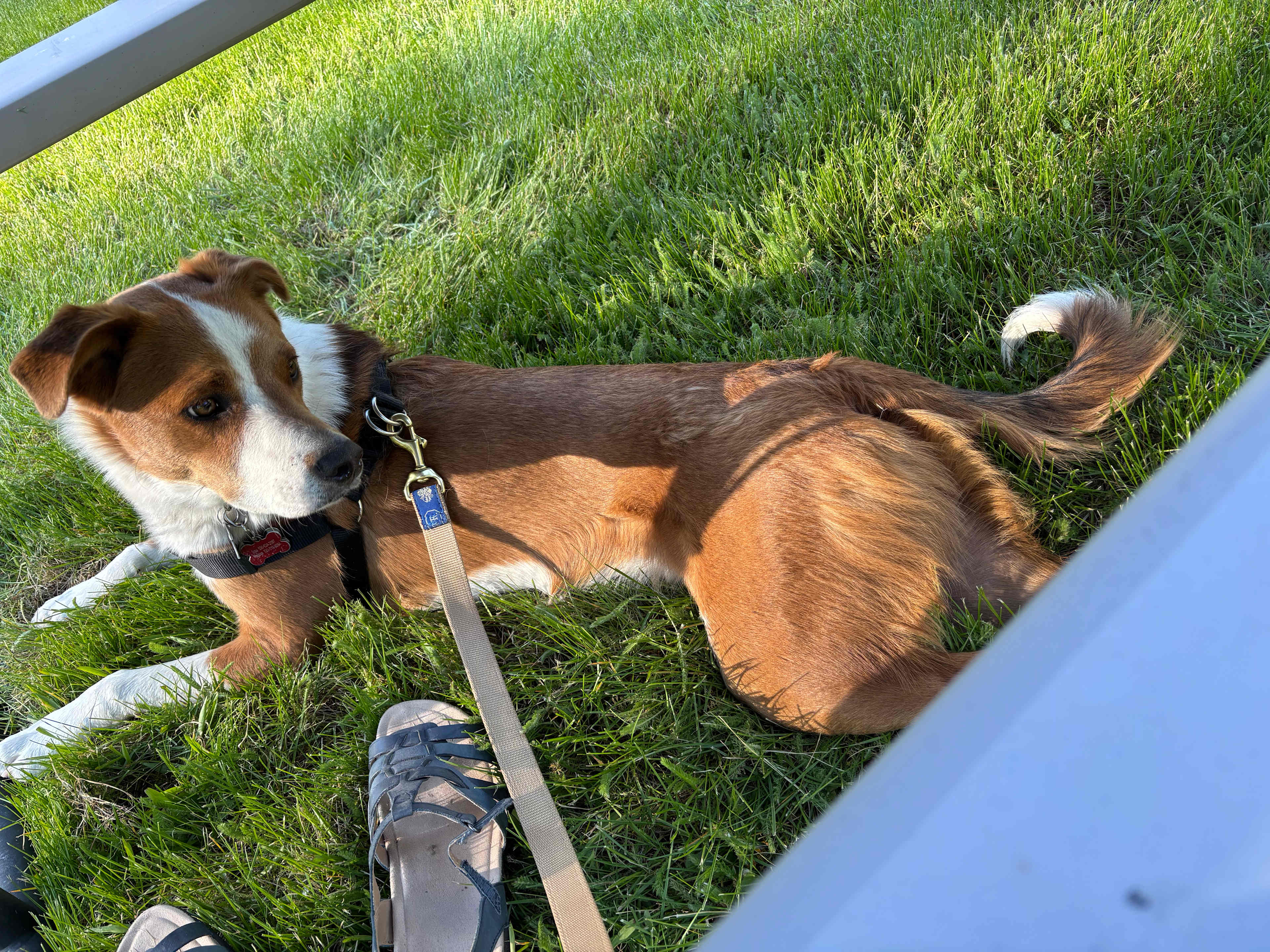 My dog enjoying the grassy area