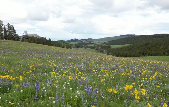 Picture of the site