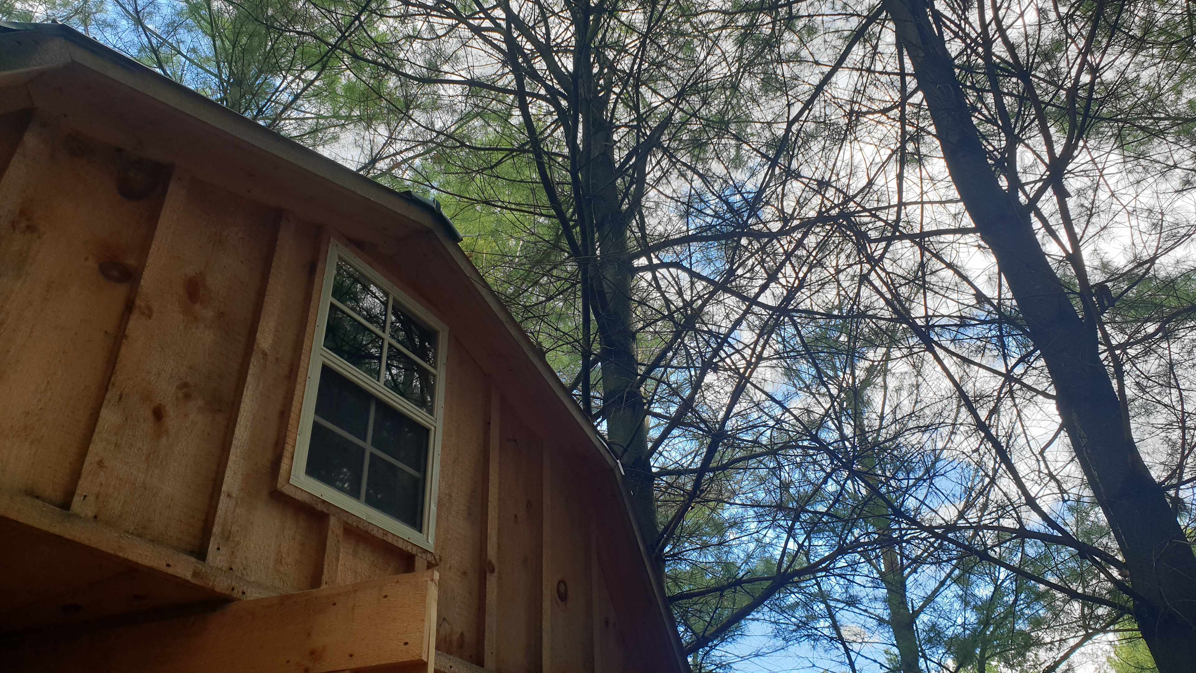 Pine the Sky
