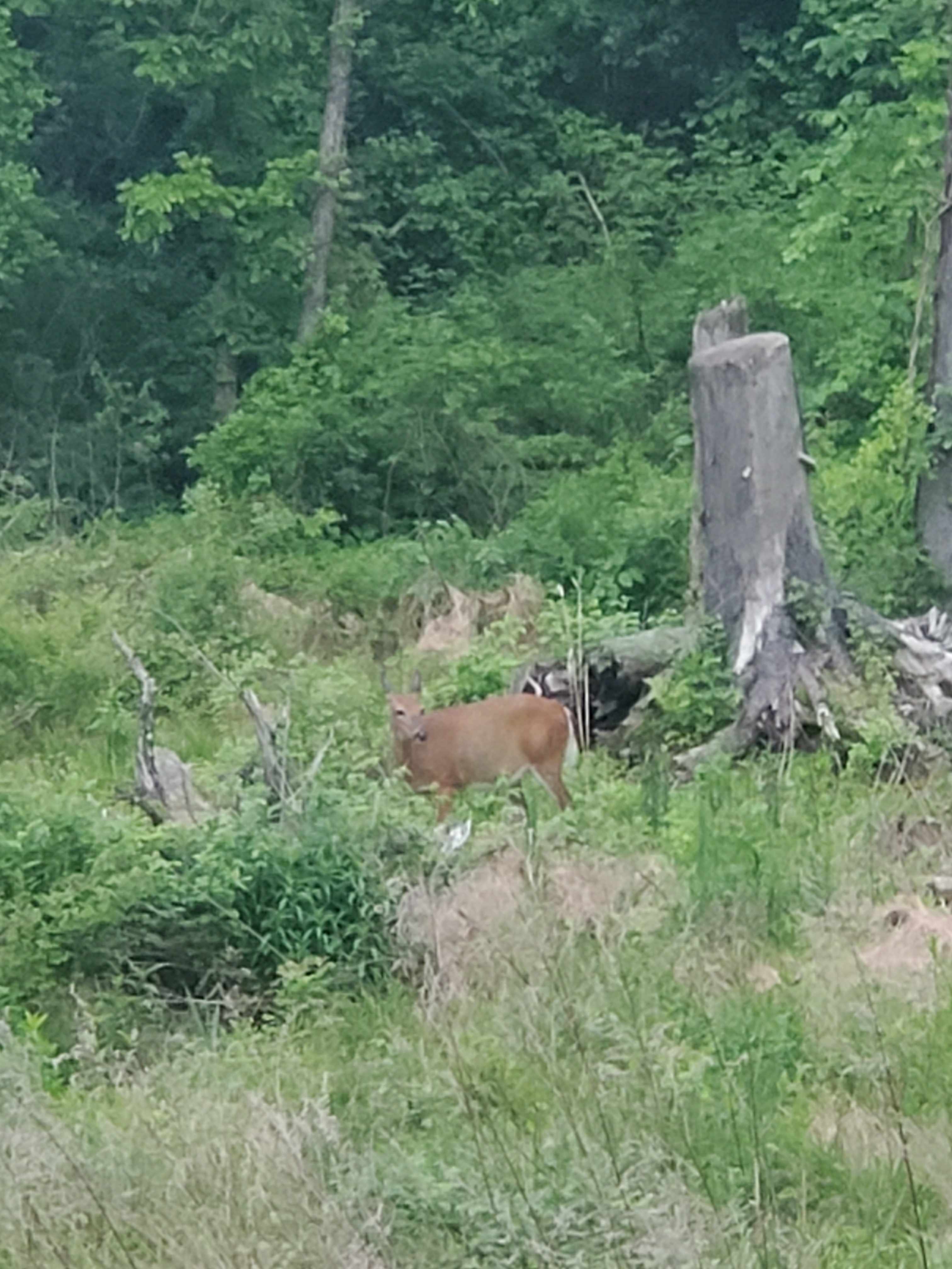 Got to see a deer. 50 ft from camper was very nice