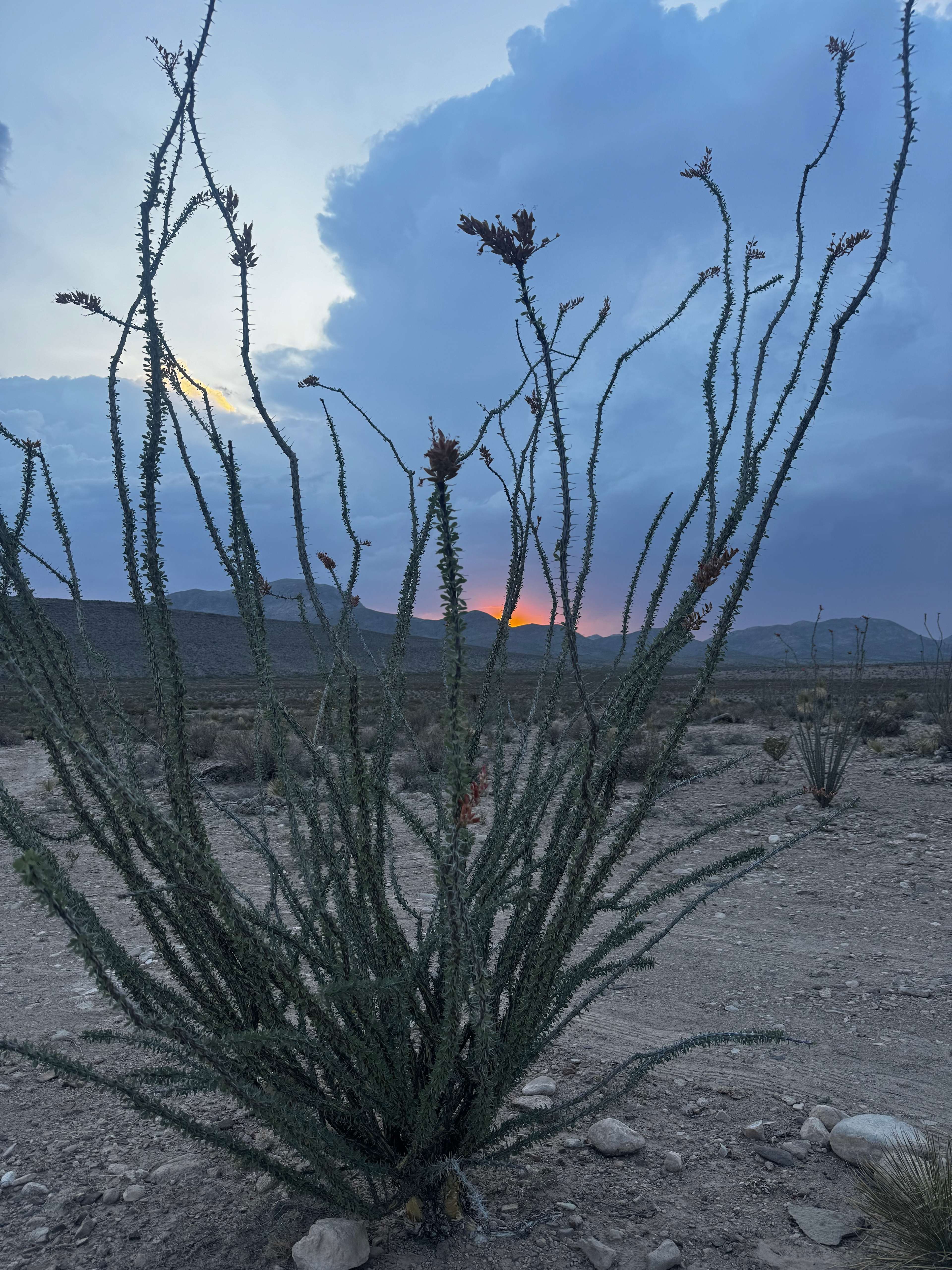 Ocotillo!
