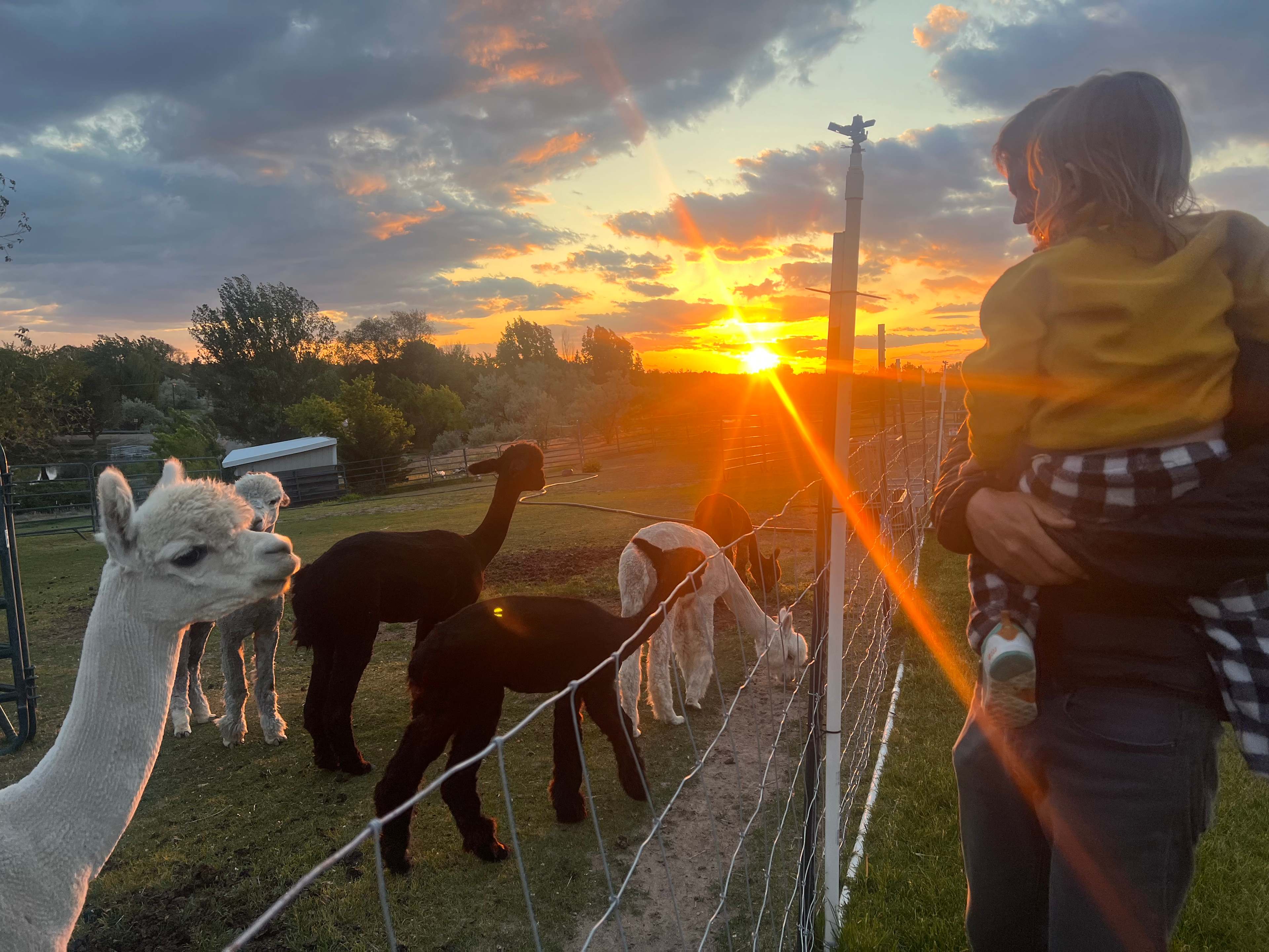 Murphys Point Alpaca Ranch