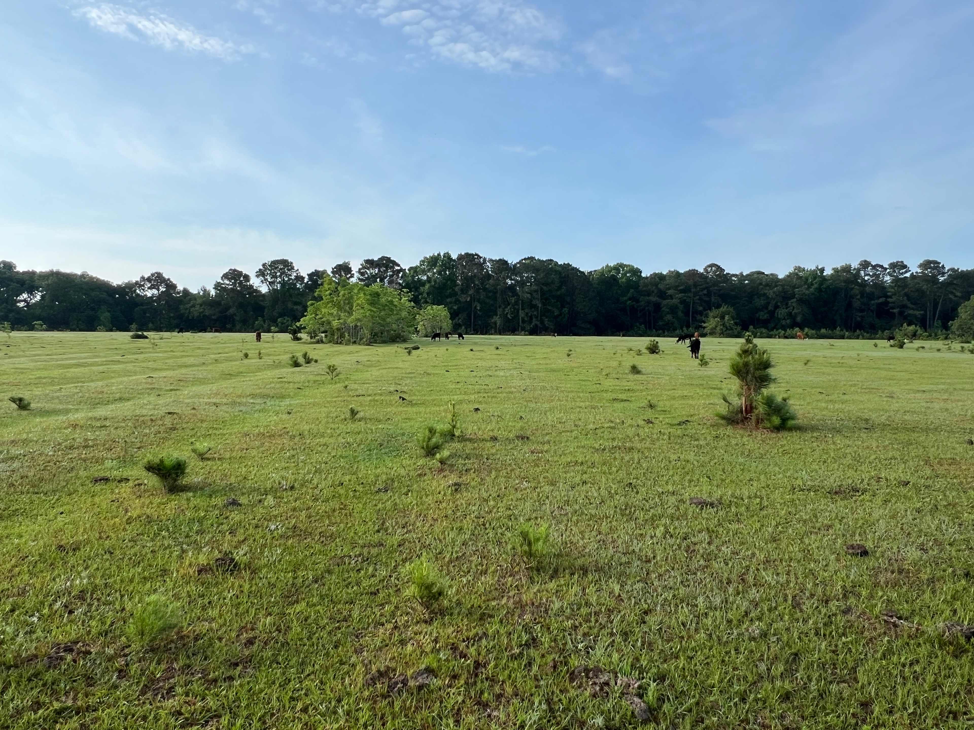Hanscombe Point Plantation