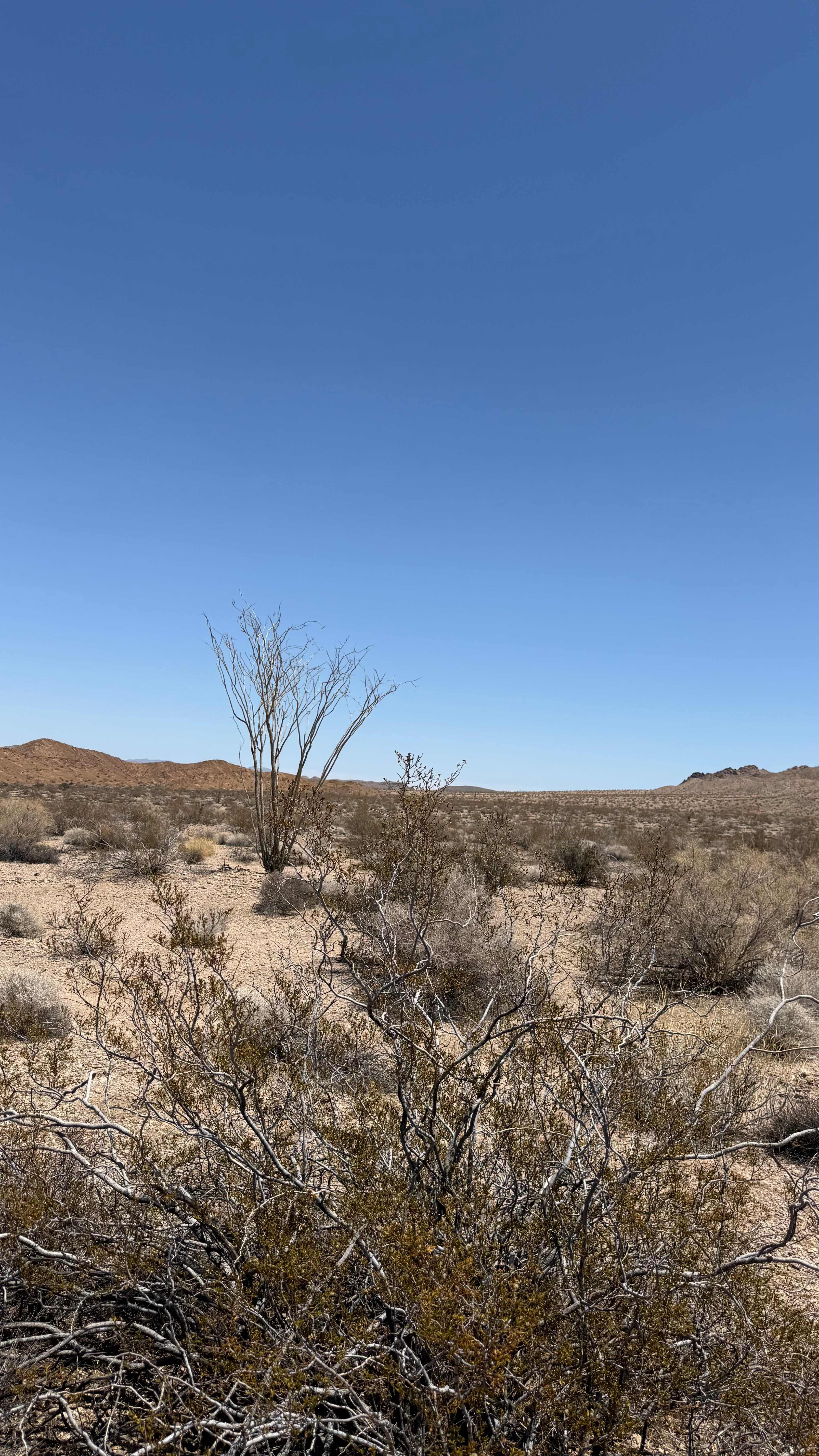 Joshua Tree Private Campsite