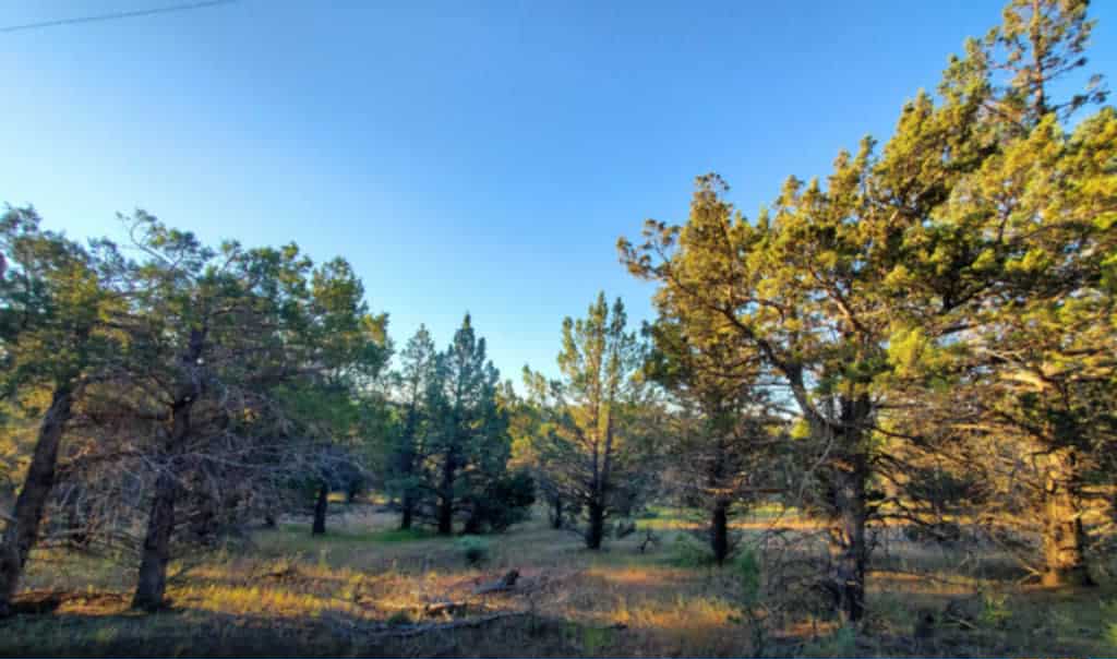 Prosperity Pines Hideaway Camp