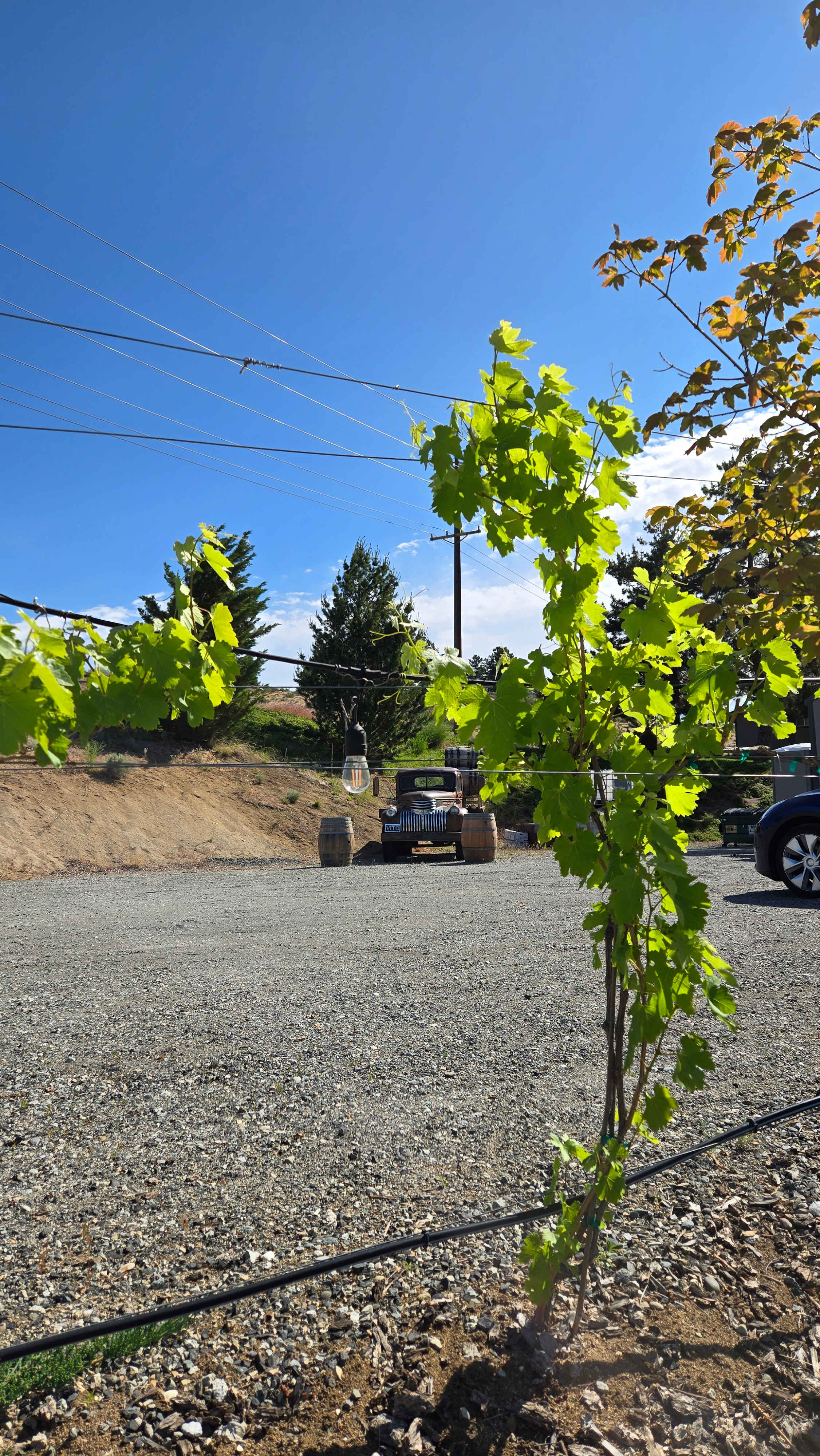 Bianchi Vineyards RV Site