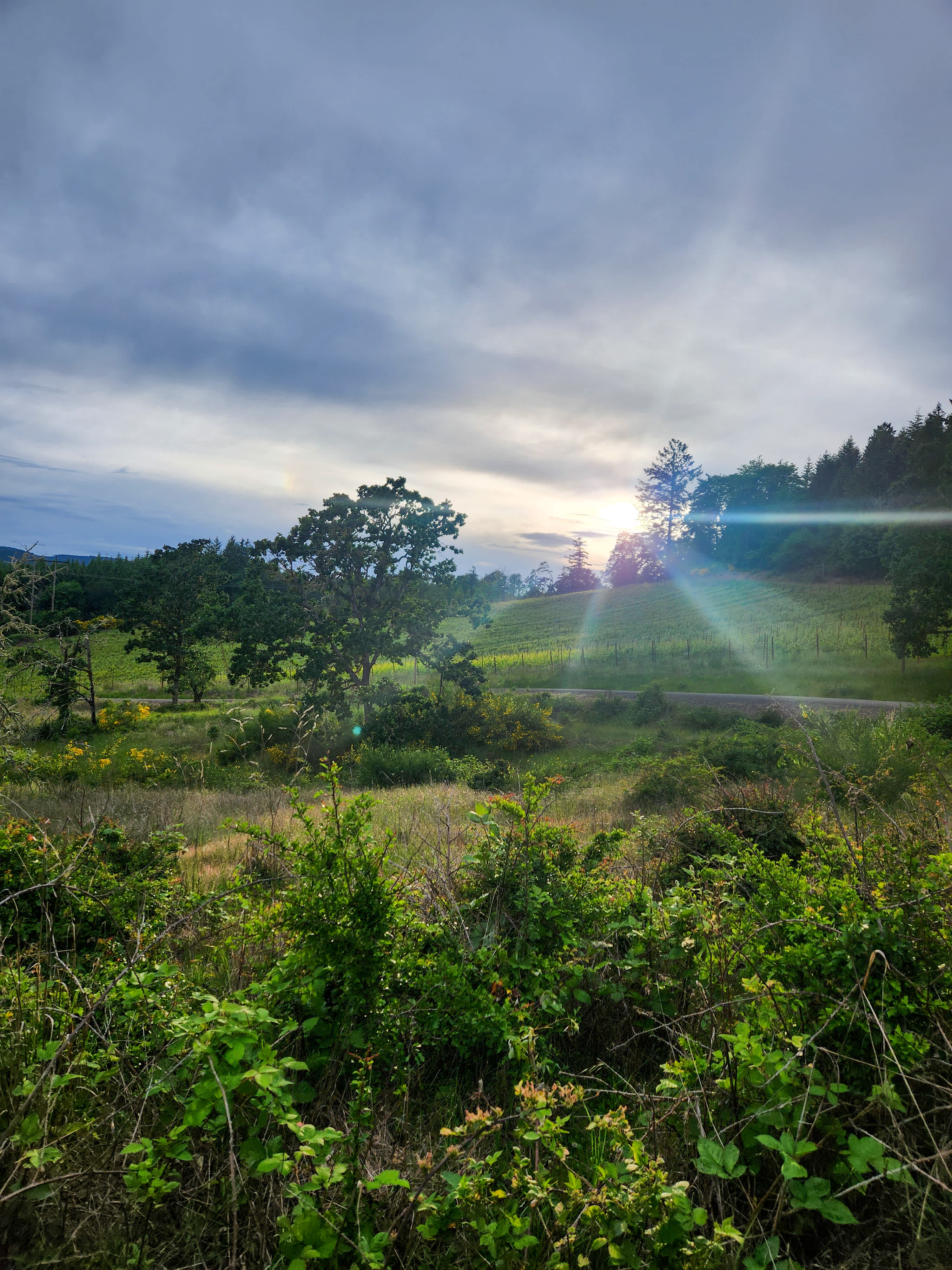 Old Wagon Road Vineyard