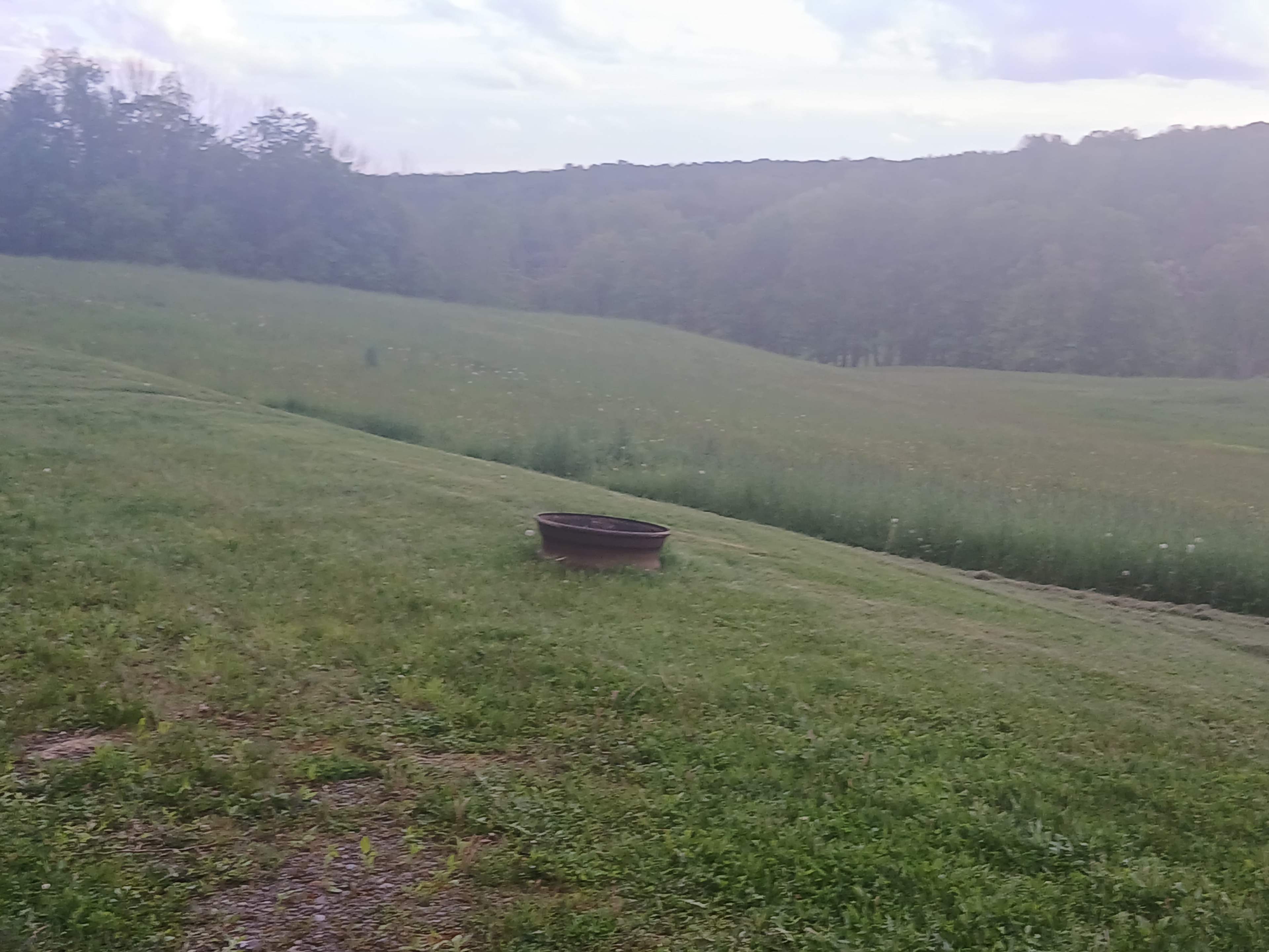 Firefly field