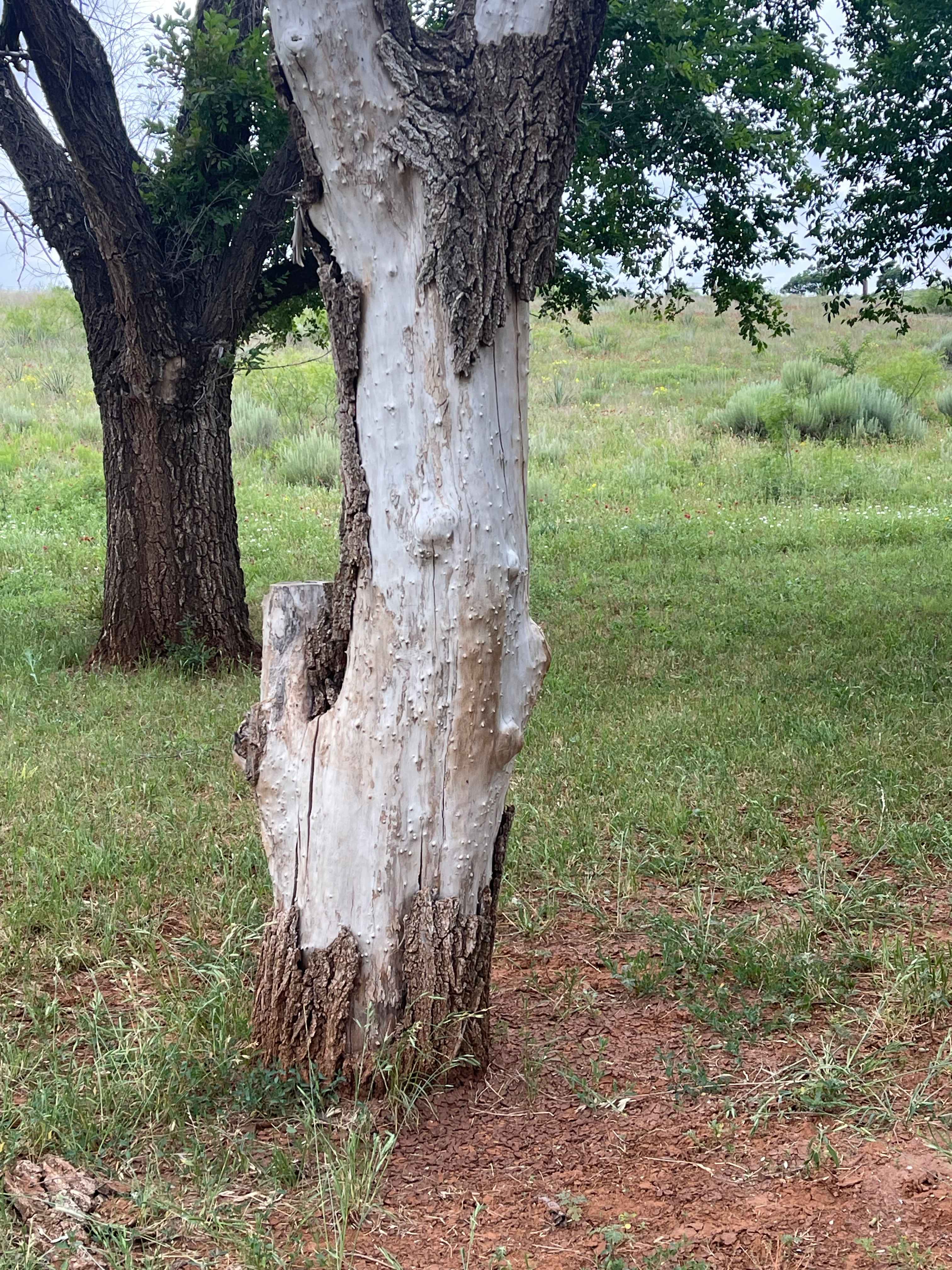 Sacred elm