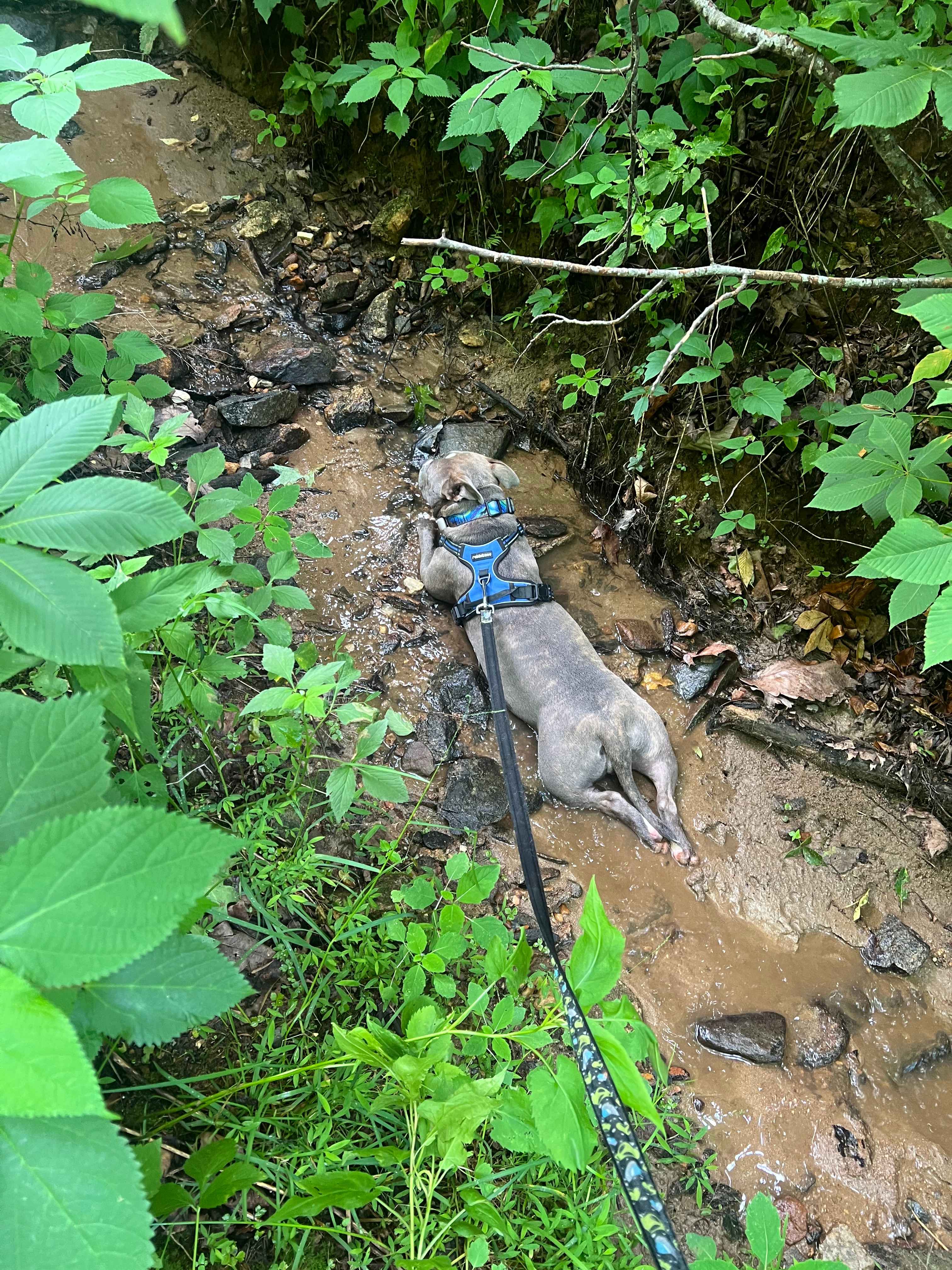 Bolin Knob Meadows