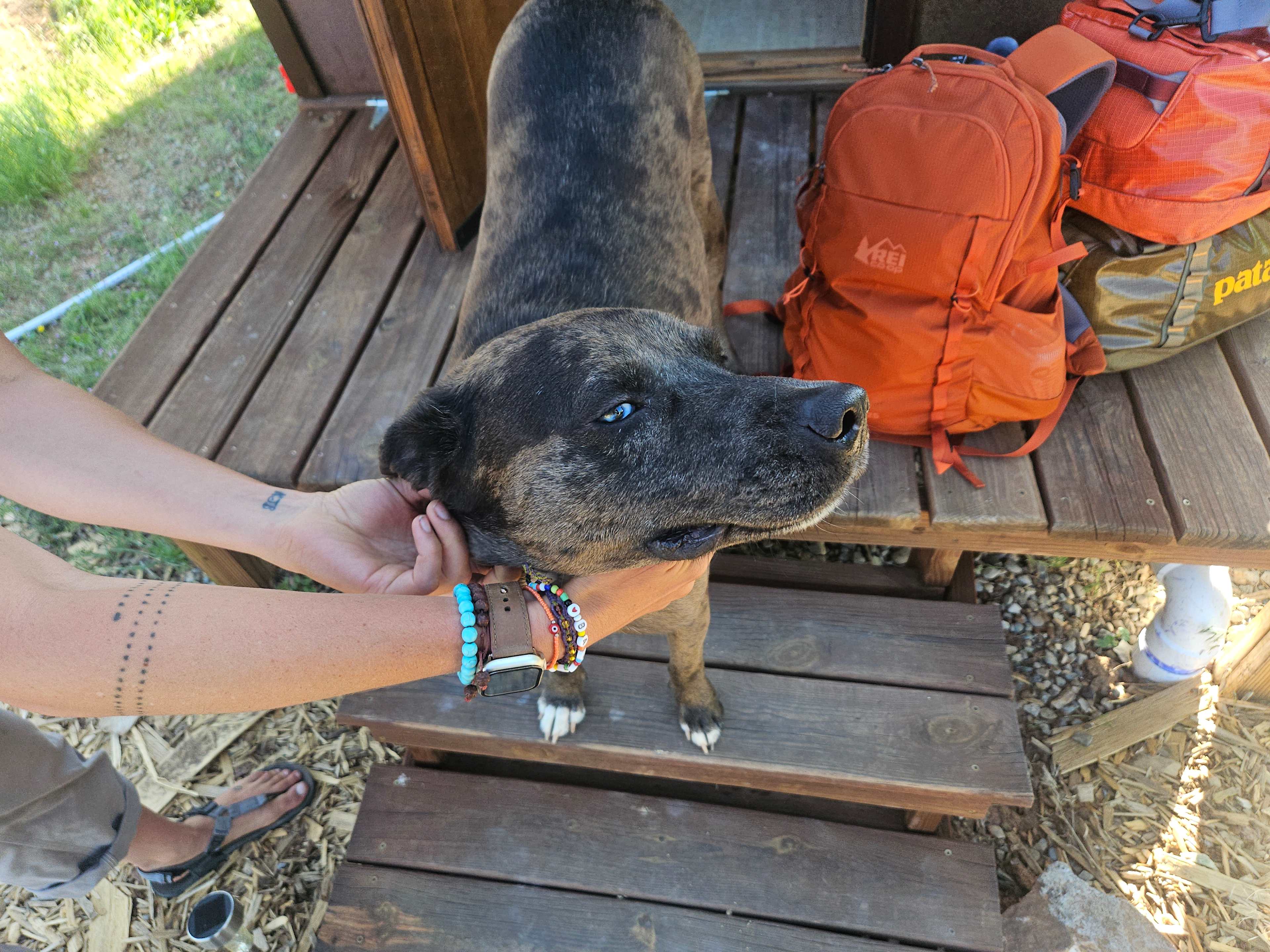 Chaco is just one member of the friendly team watching out for you during your stay.