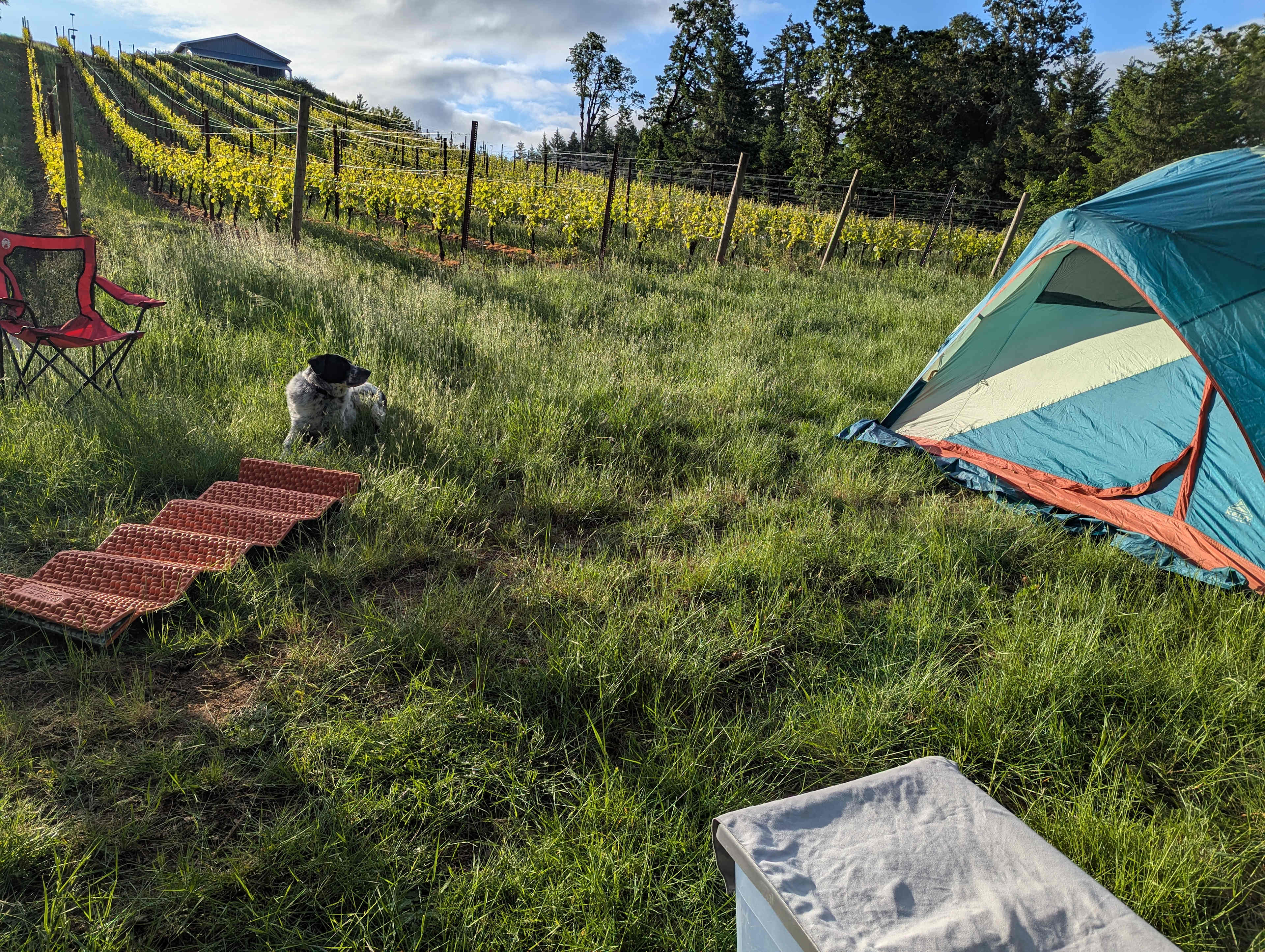 Old Wagon Road Vineyard