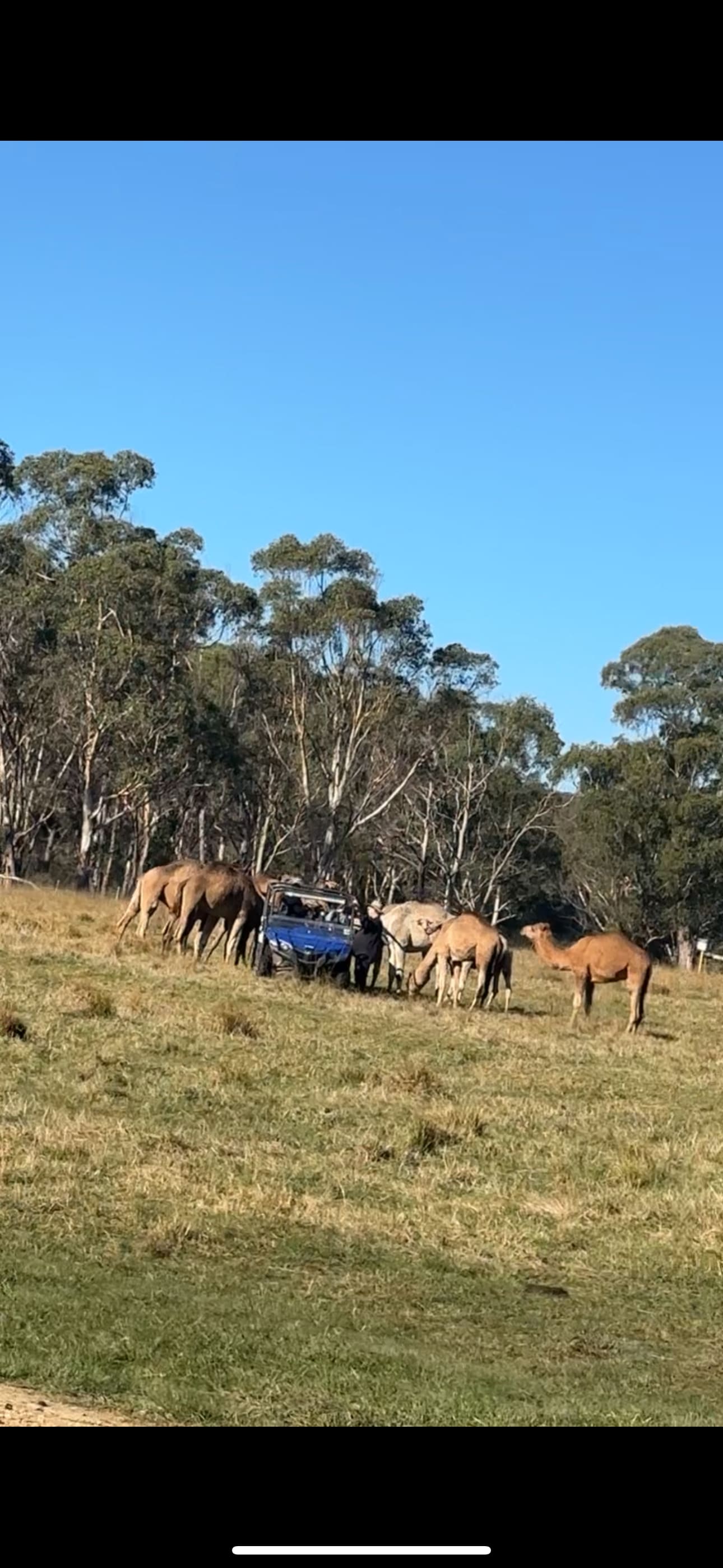 Resident Camels 