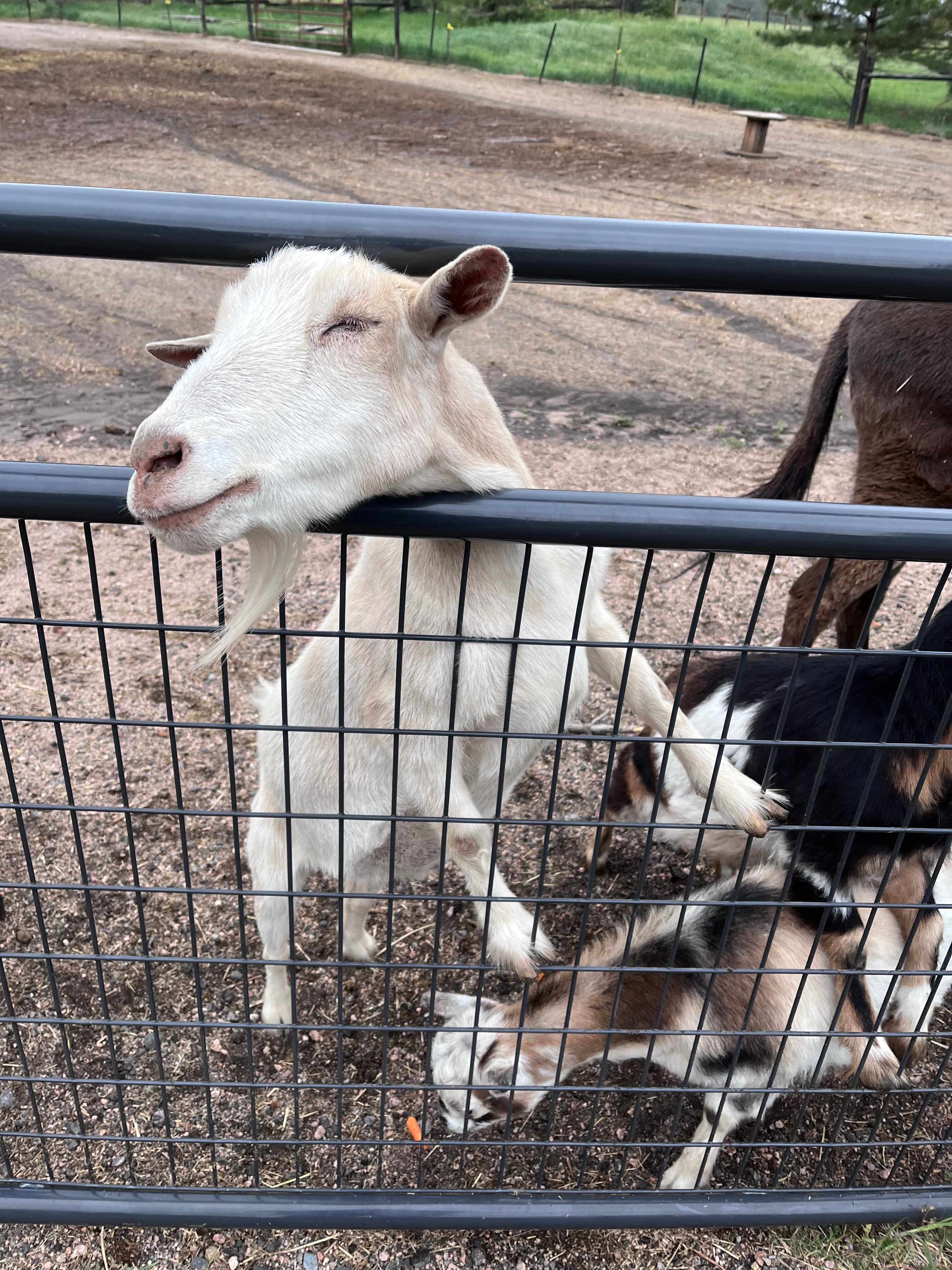 Standiford Goat and Equine Ranch