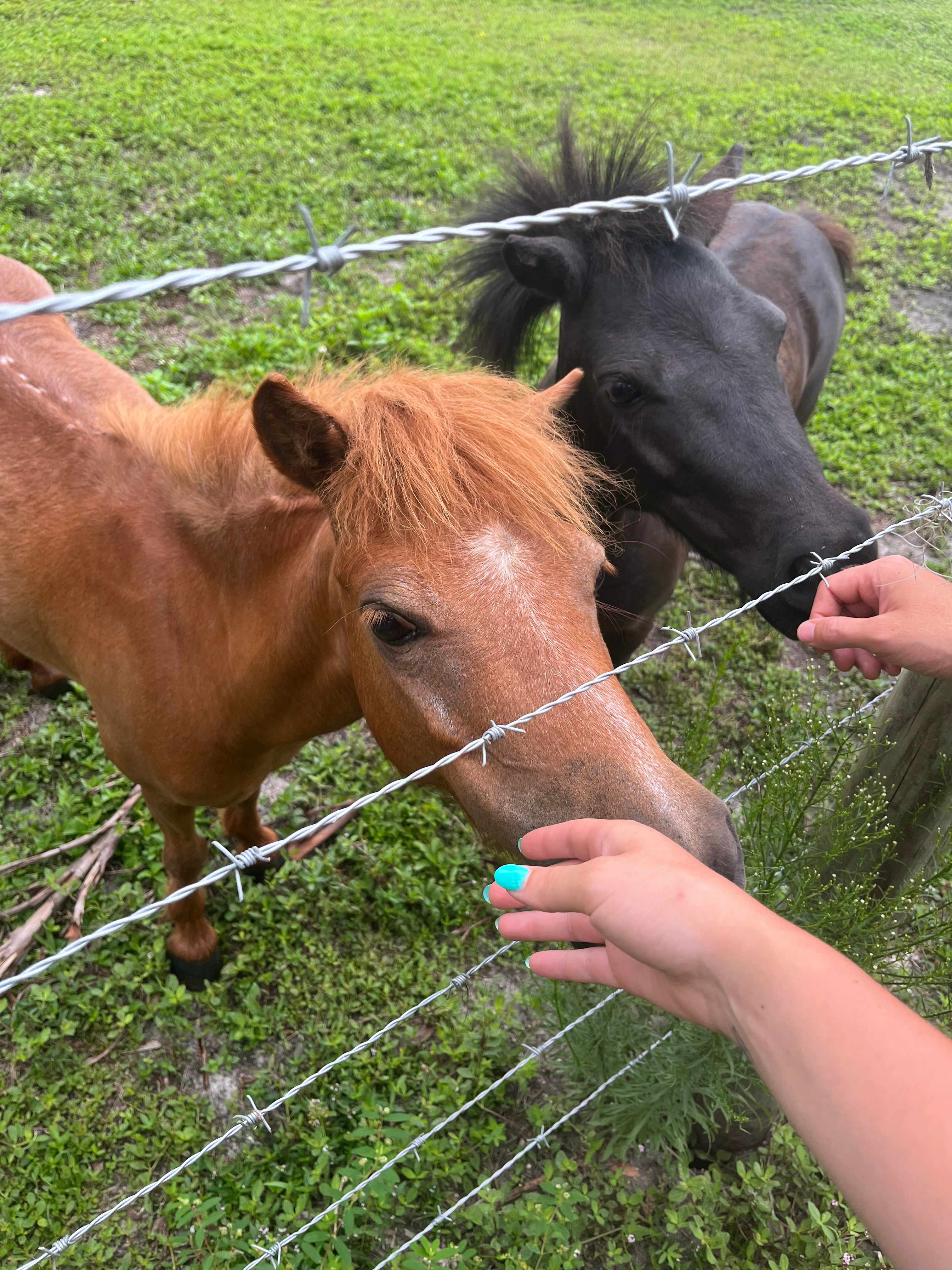 Taste of Old Florida