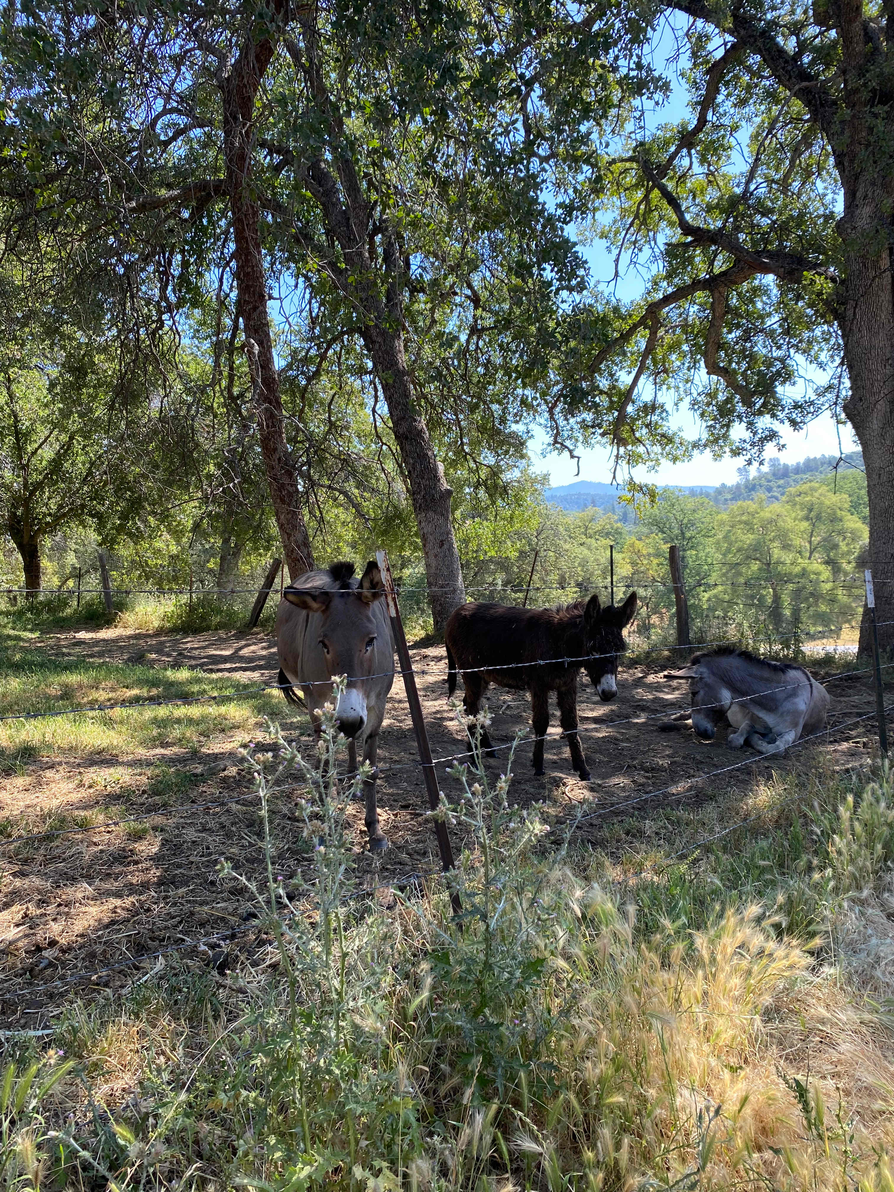 Diamond Gulch
