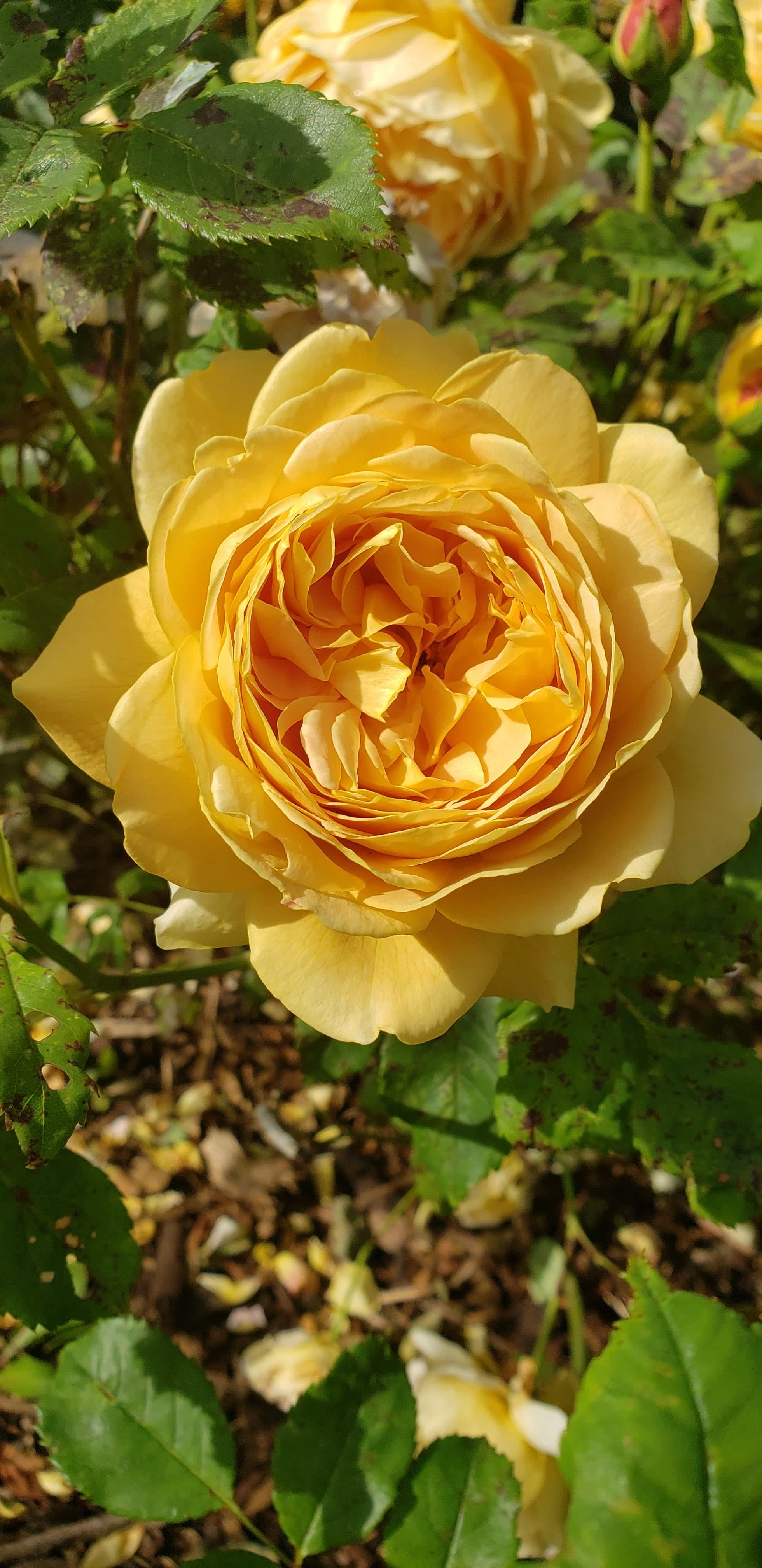 Compass Rose Farms