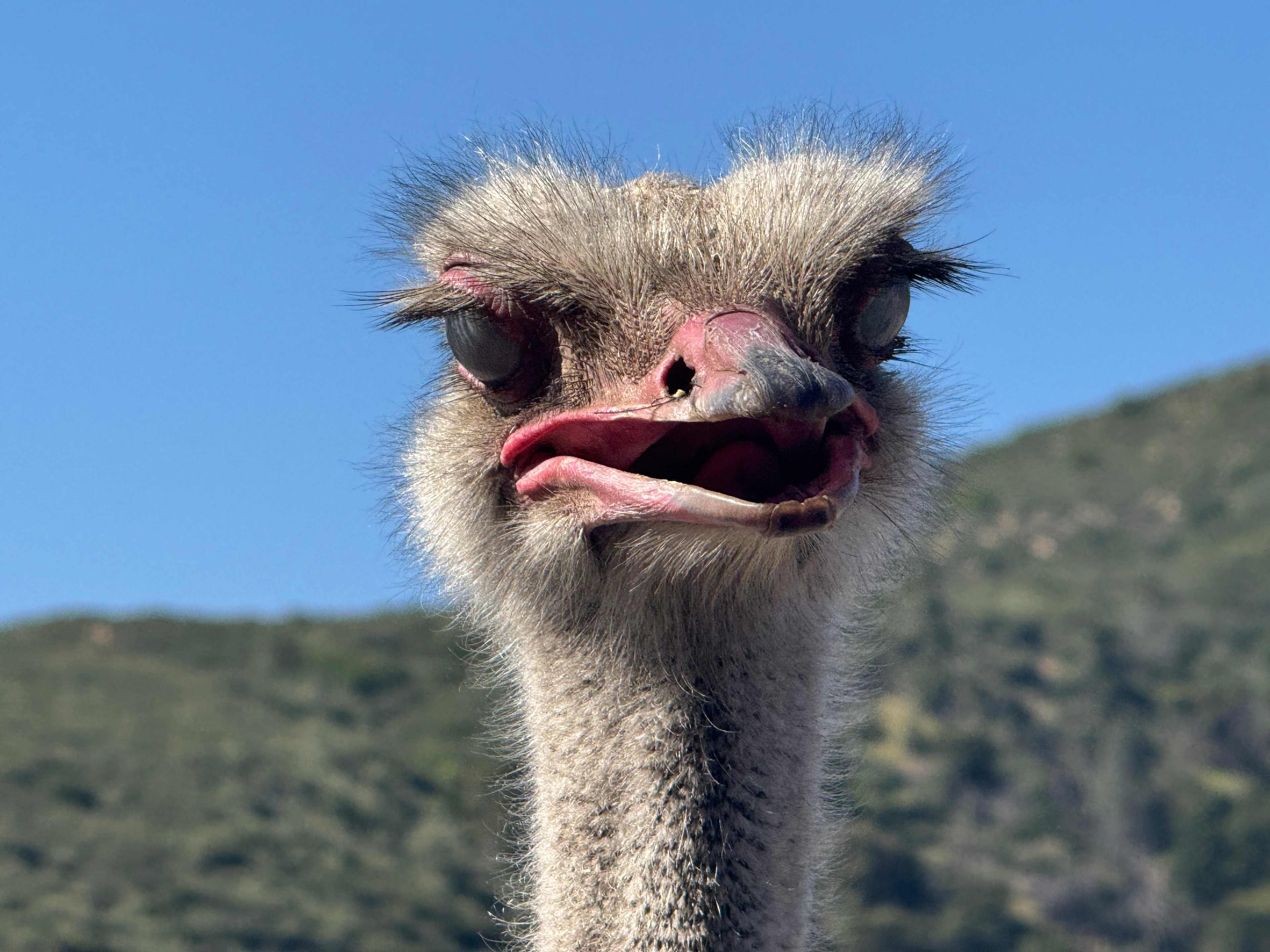 Camping @ Quail Run Ostrich Ranch