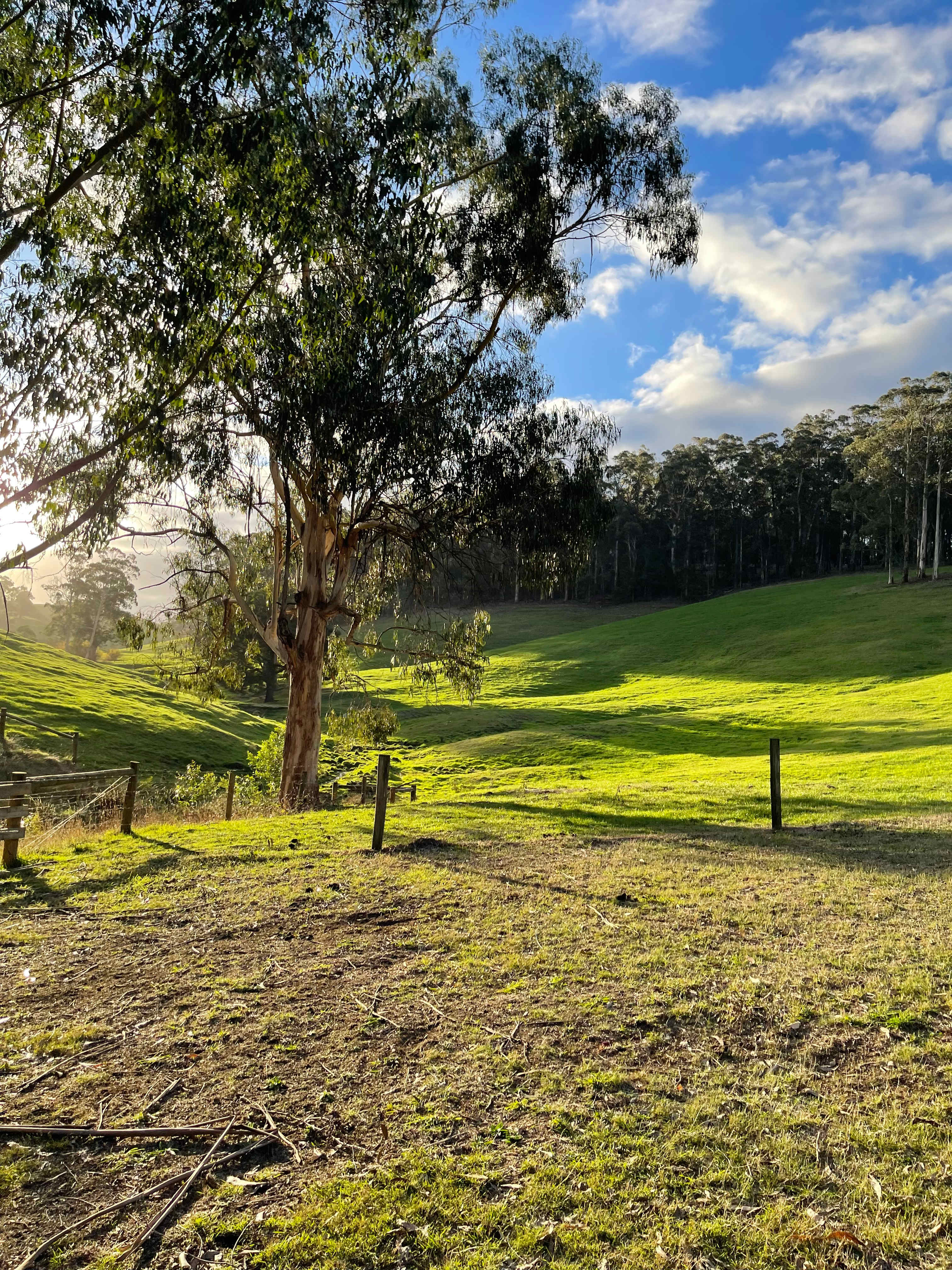 Whispering Gums