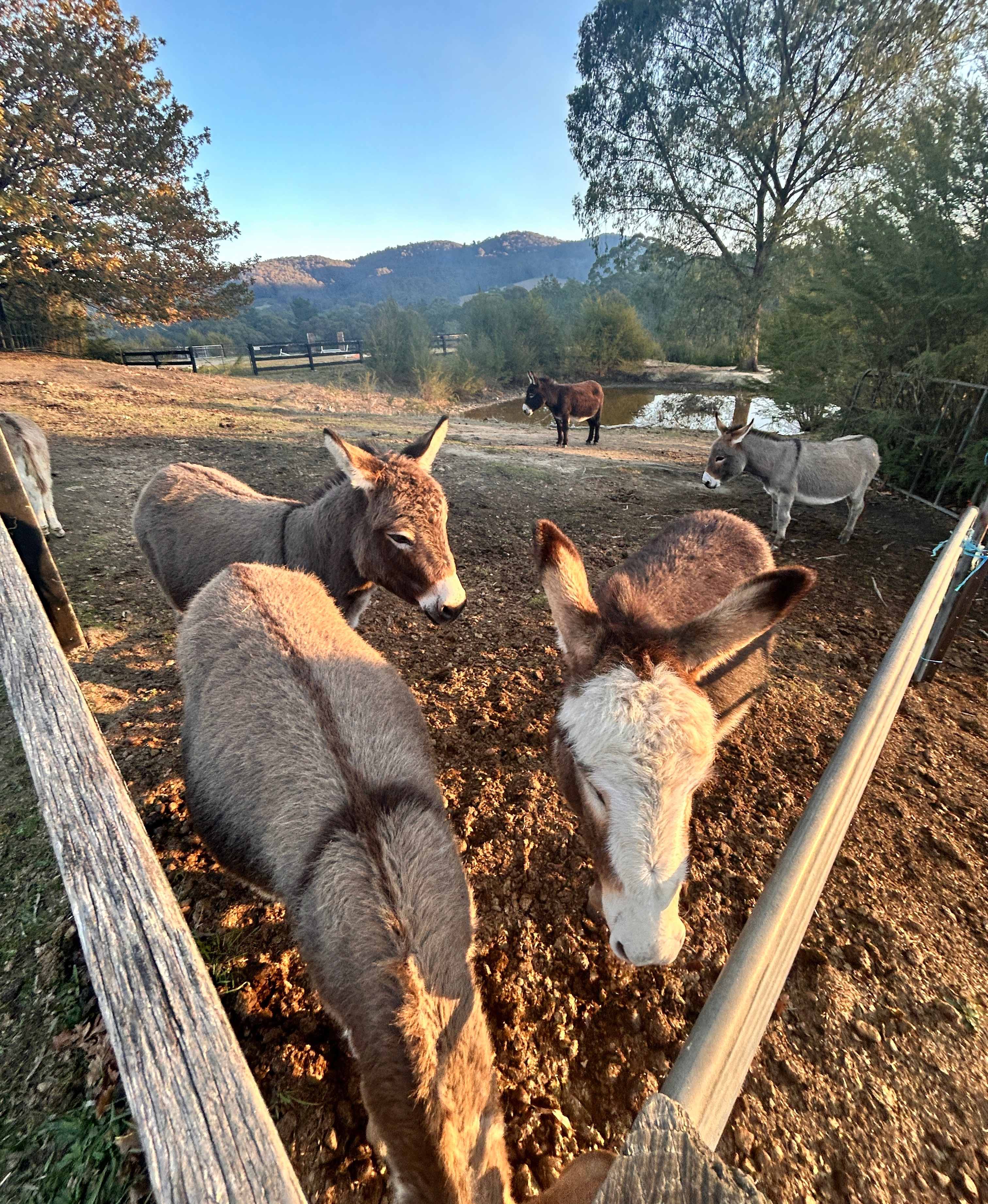 Iron Brook Donkey Farm