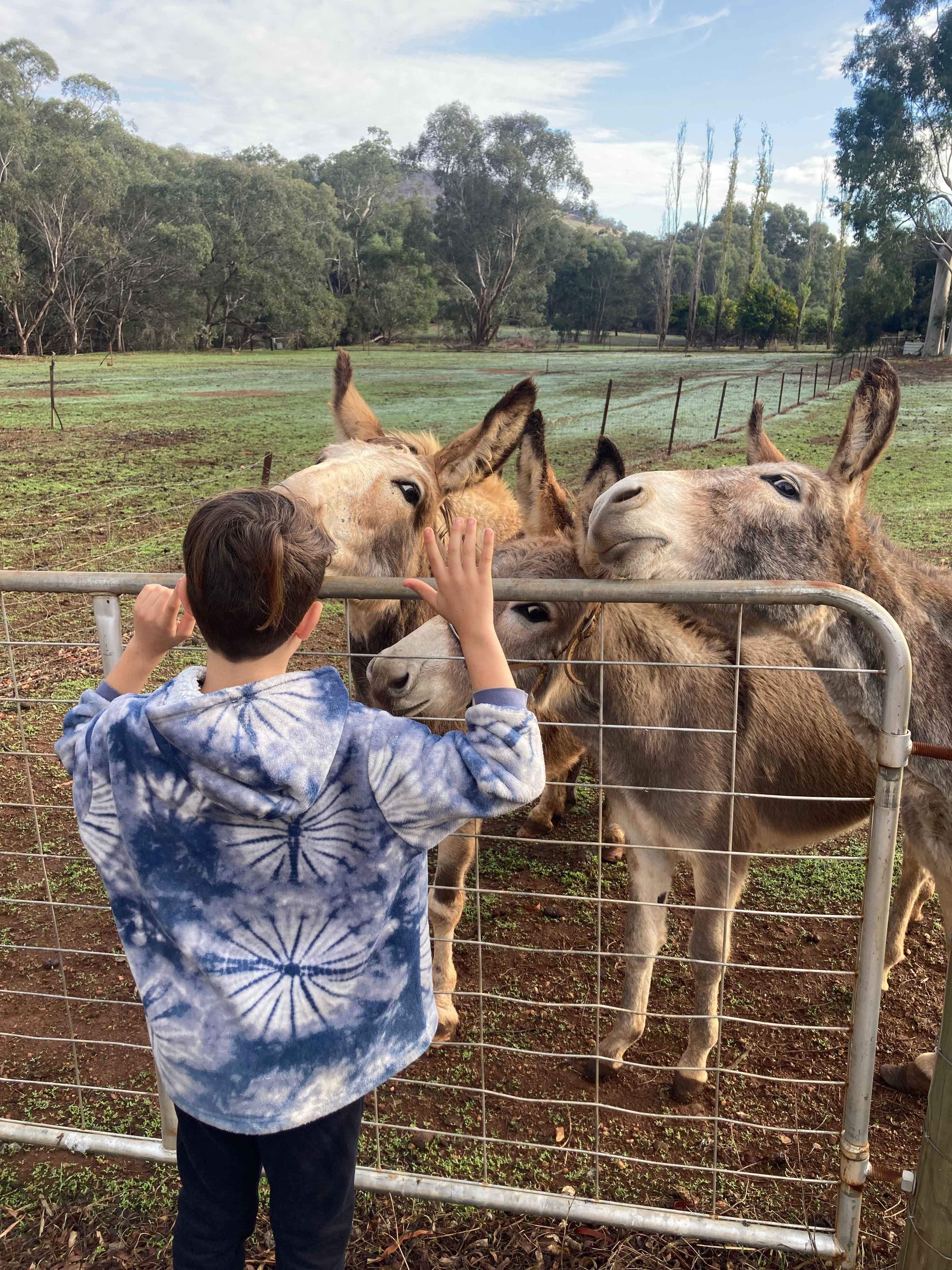 Friendly donkeys