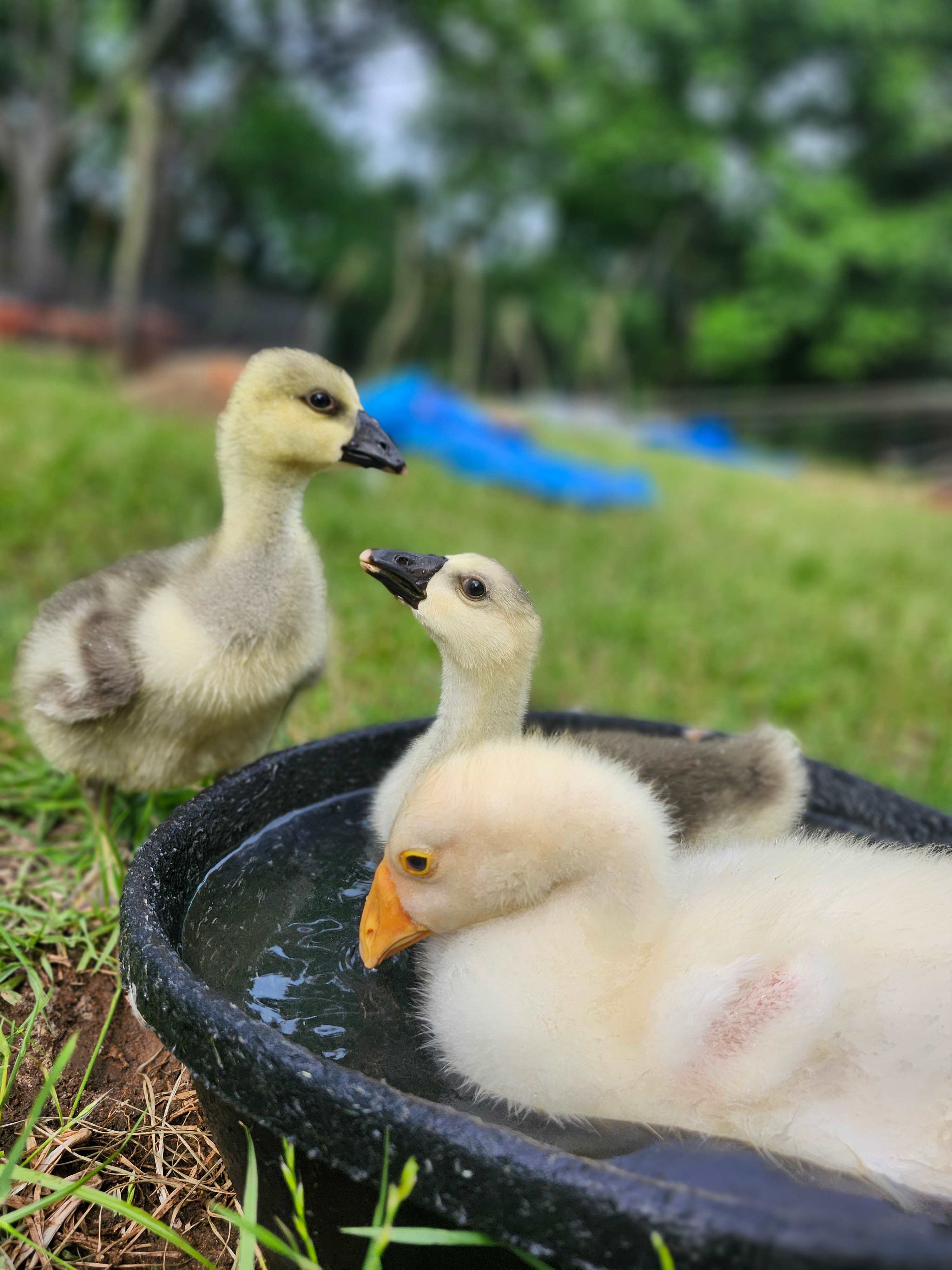 Baby geese