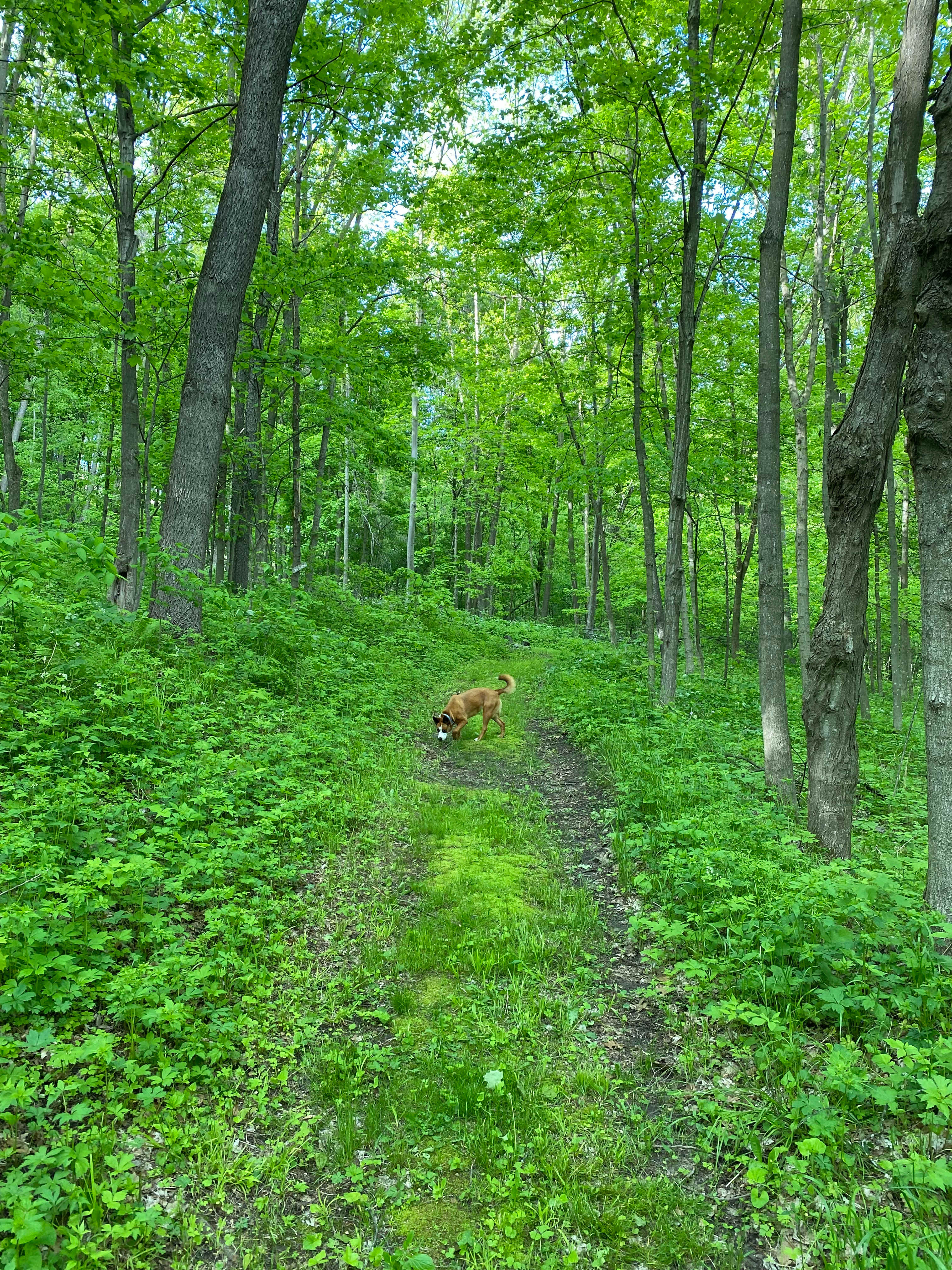Trails on the property 