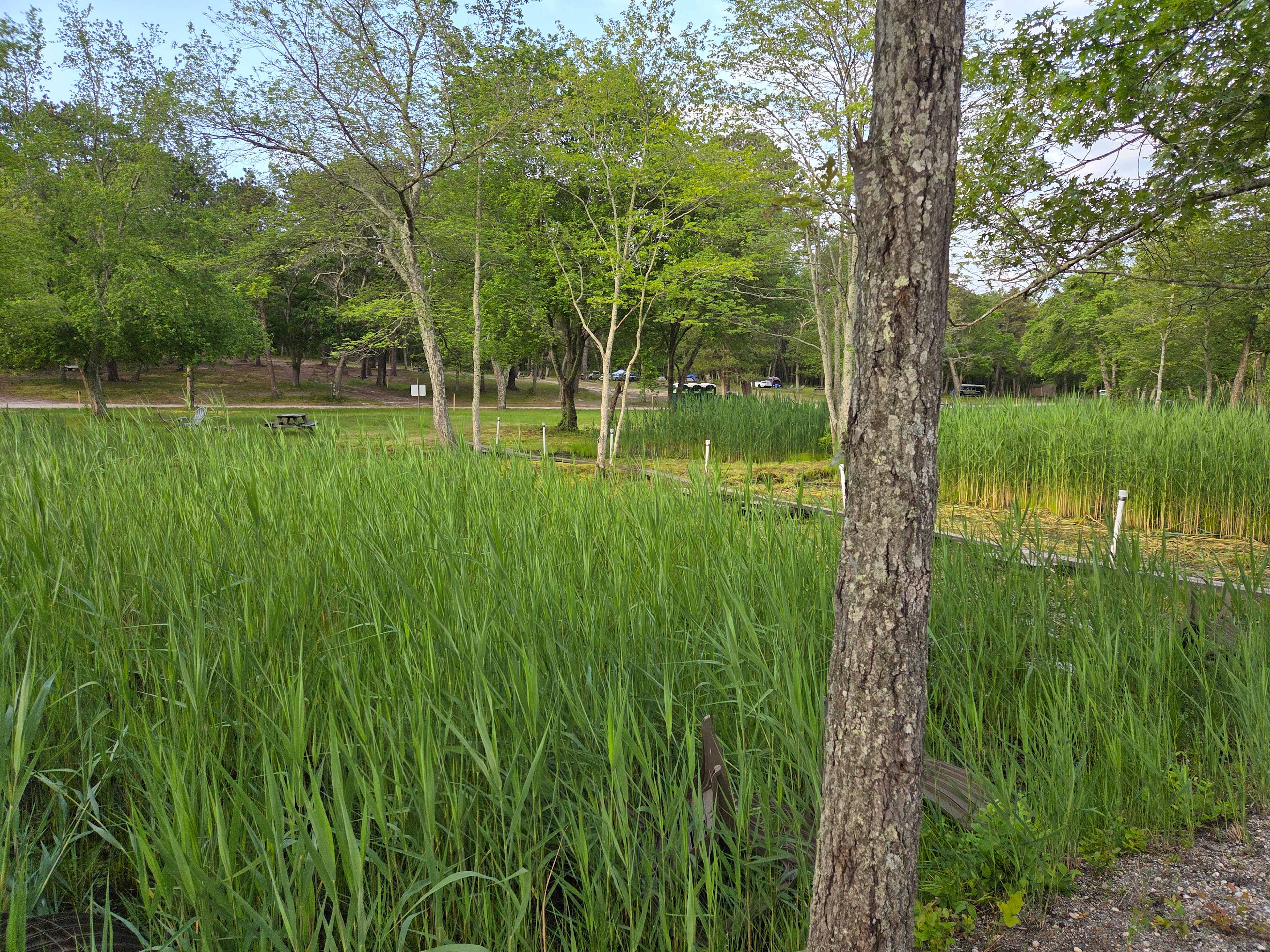 Looking back at the campground from the river bank